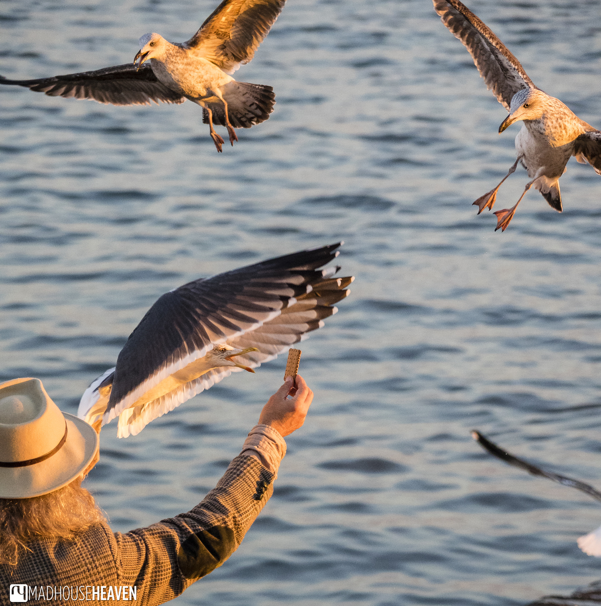 Olympus OM-D E-M1 + Olympus M.Zuiko Digital ED 12-100mm F4.0 IS Pro sample photo. Good man and his seagulls photography