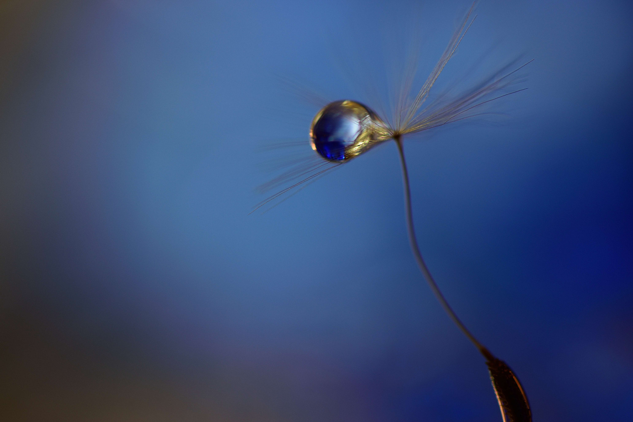 Sigma 105mm F2.8 EX DG OS HSM sample photo. Curvilinear photography