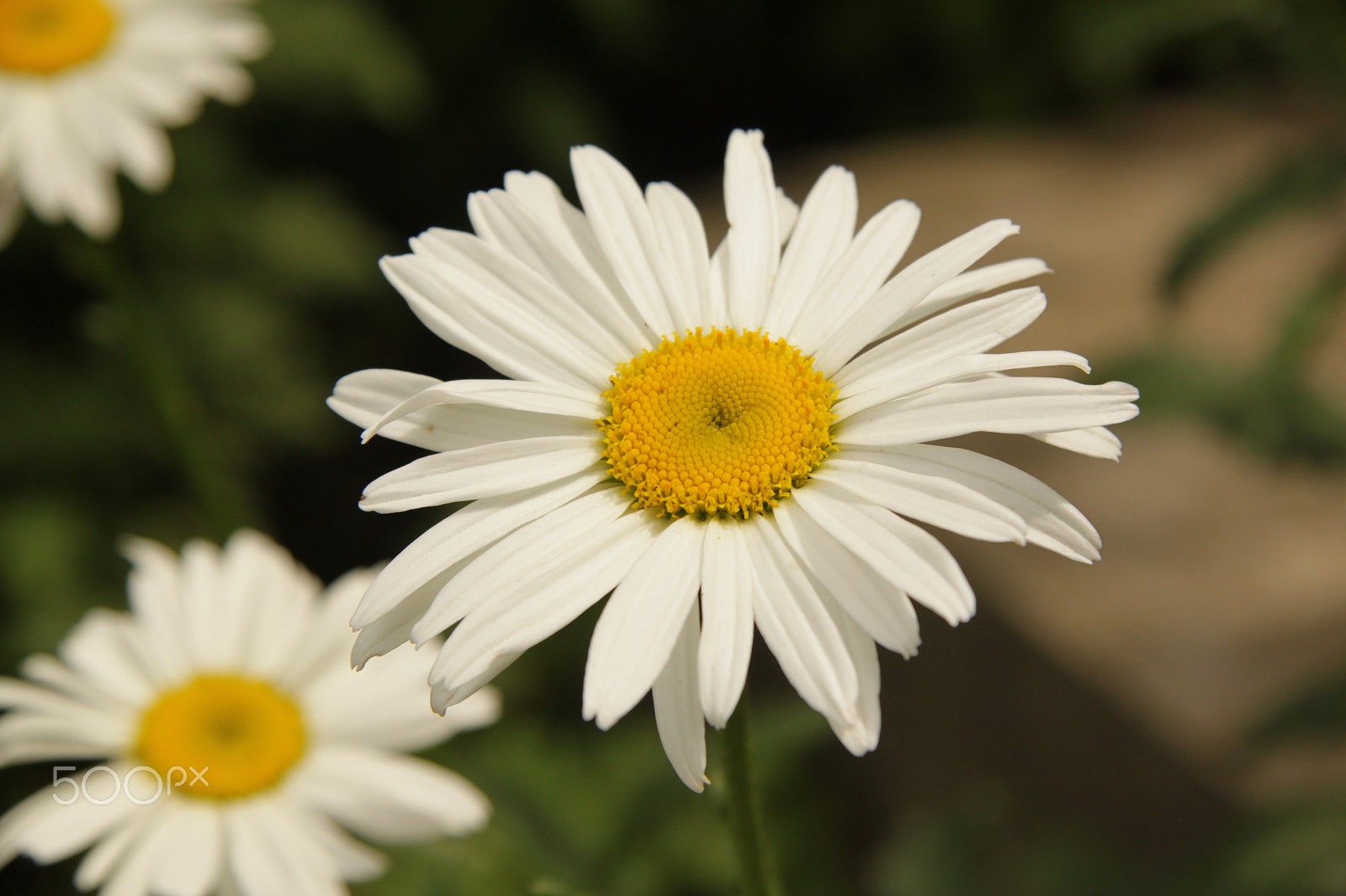 Canon EF-S 17-85mm F4-5.6 IS USM sample photo. Camomile photography