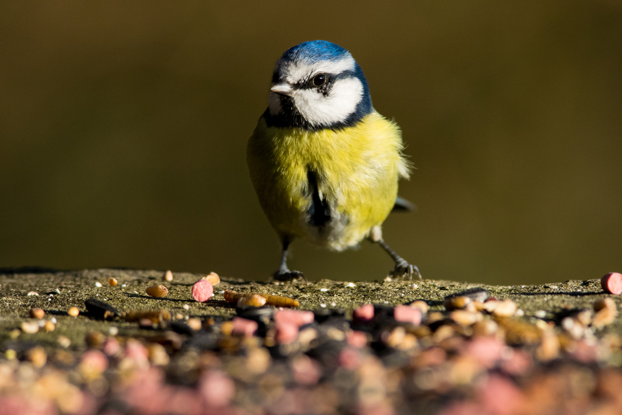 Nikon D5300 sample photo. December blue tit photography