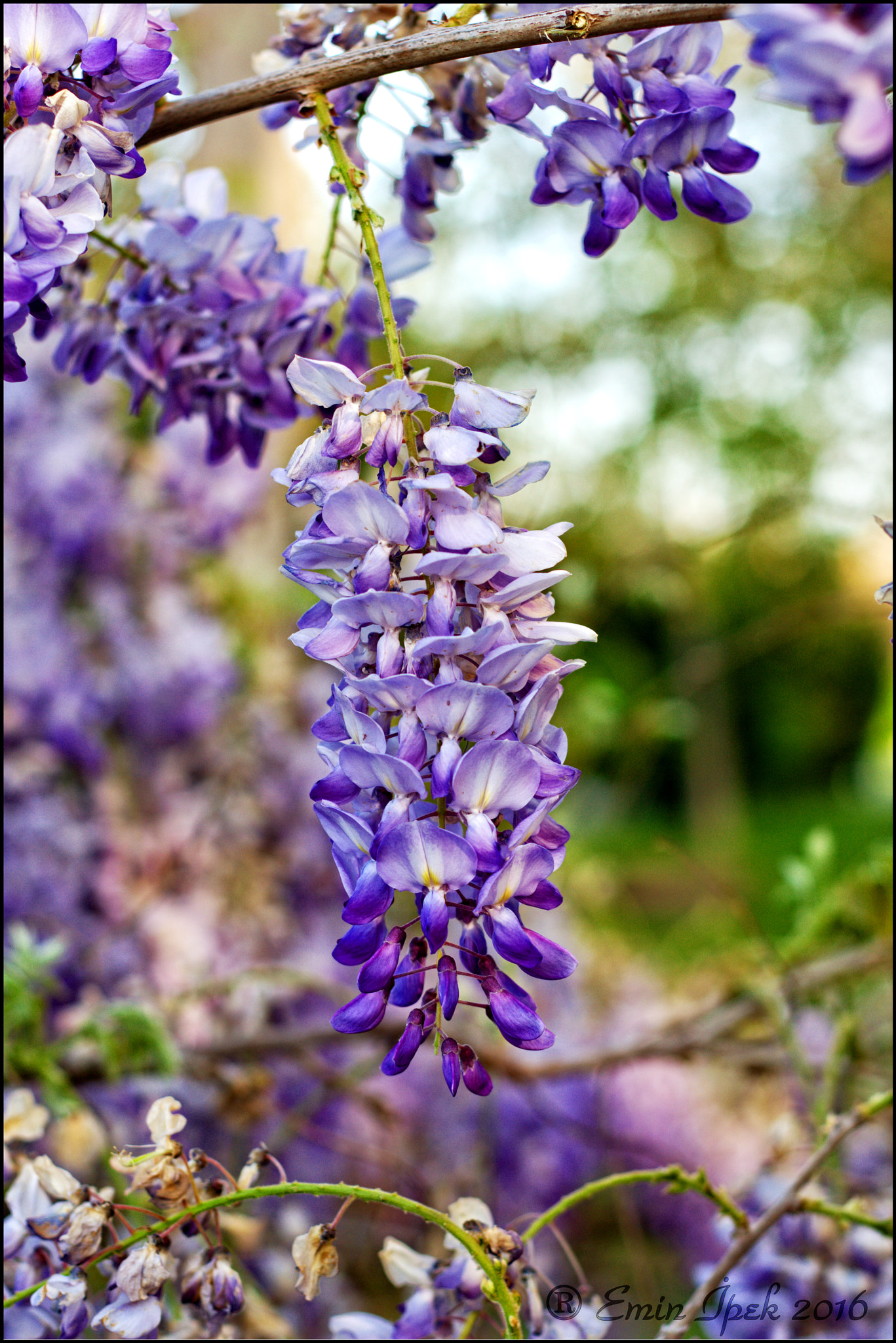 Canon EOS 40D + Canon EF 50mm F1.8 STM sample photo. Wisteria photography