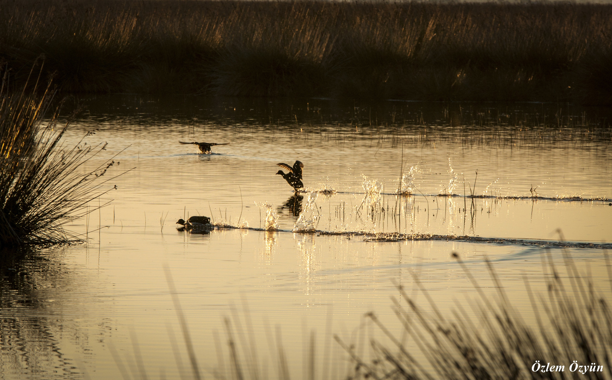 Sigma 70-200mm F2.8 EX DG OS HSM sample photo. Birds photography