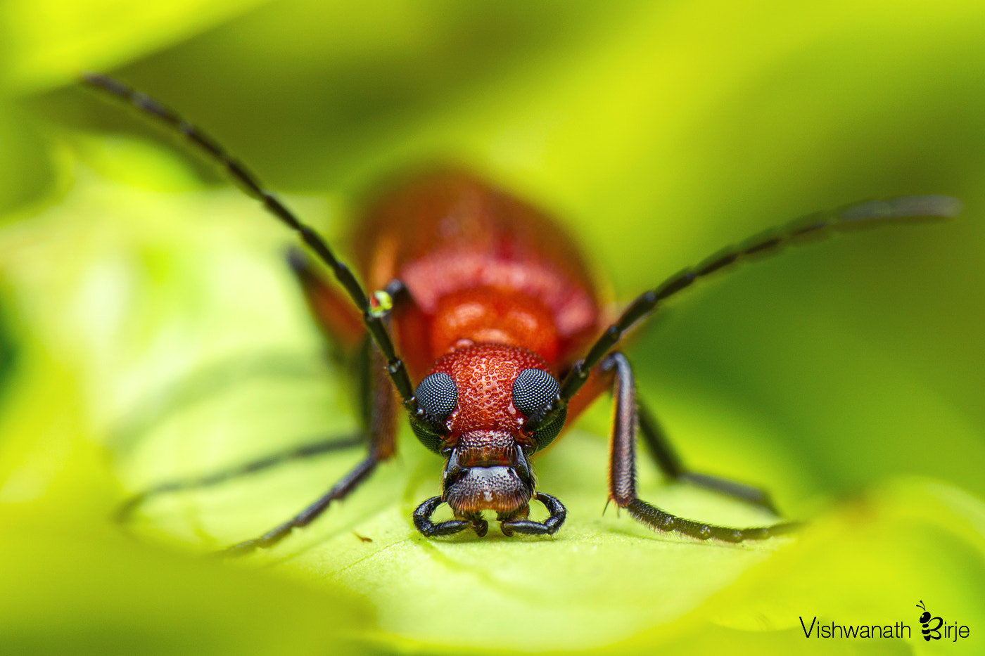 Nikon AF-S DX Micro-Nikkor 85mm F3.5G ED VR sample photo. Common red soldier beetle photography