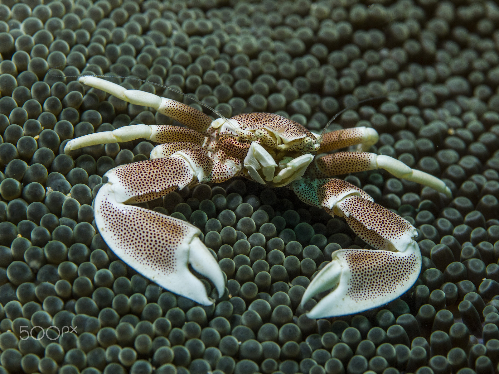 Olympus M.Zuiko Digital ED 60mm F2.8 Macro sample photo. Porcelain crab photography