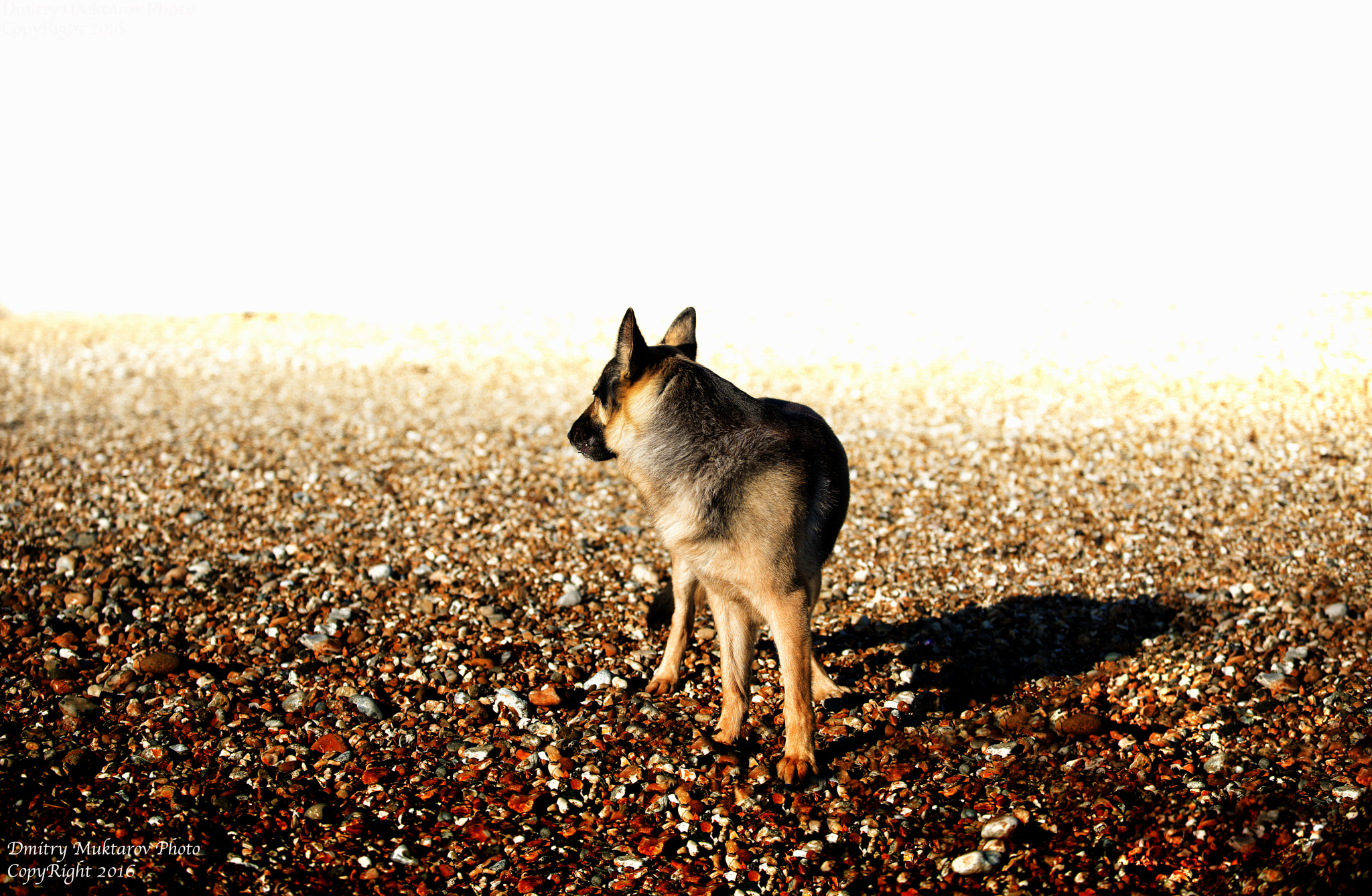 Nikon D800E sample photo. Looking back... photography