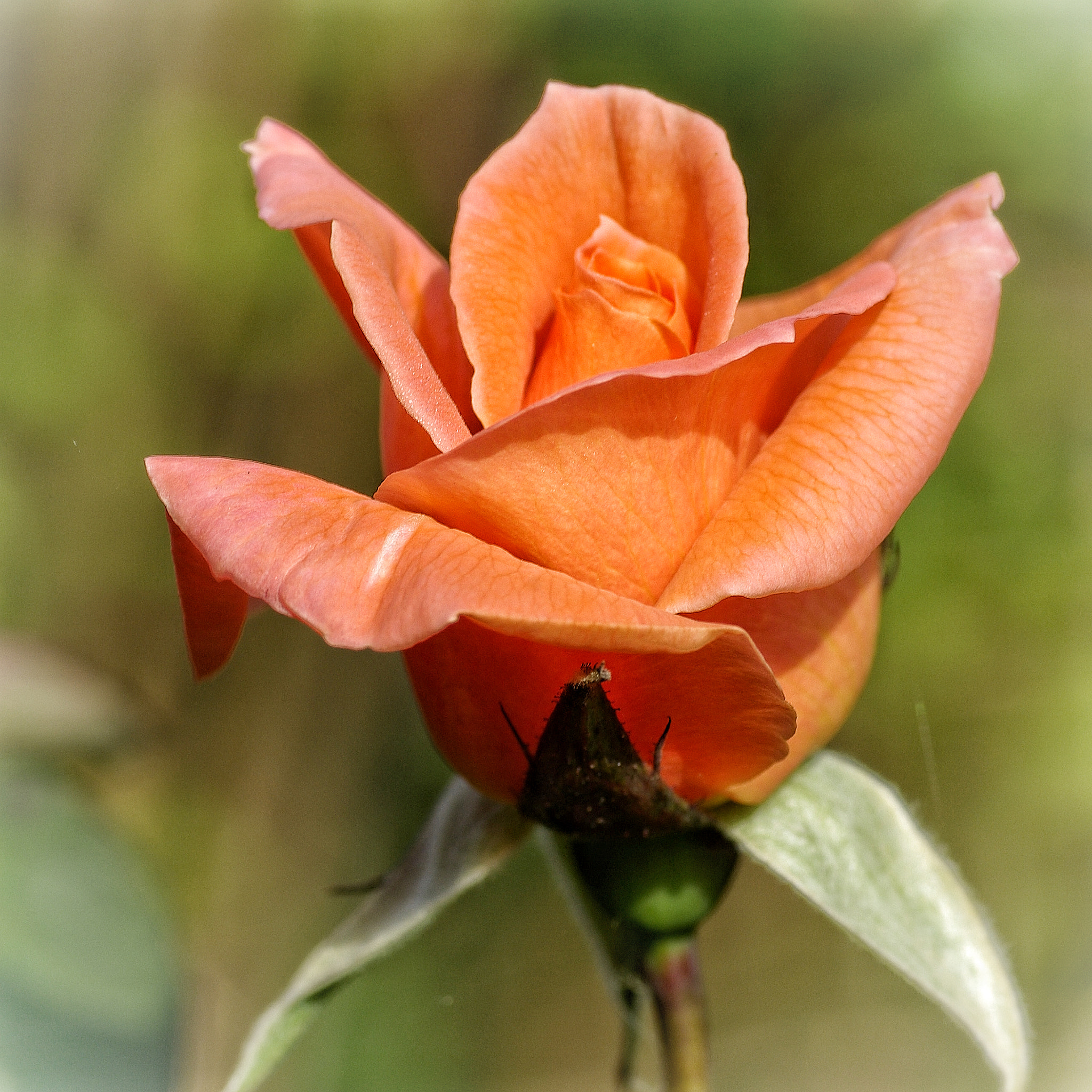 Pentax K10D sample photo. Orange rose photography