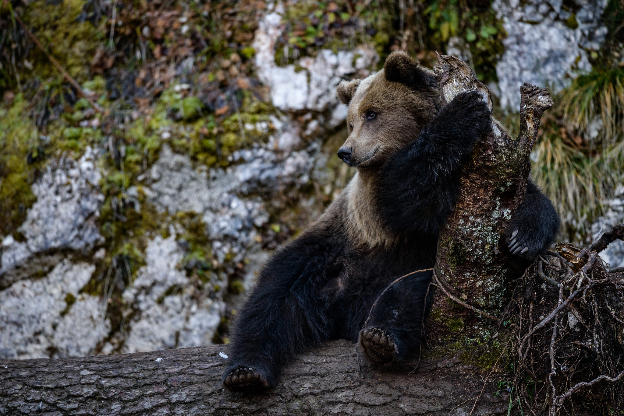 Nikon D800 + Nikon AF-S Nikkor 500mm F4G ED VR sample photo. Ours juraparc  suisses photography