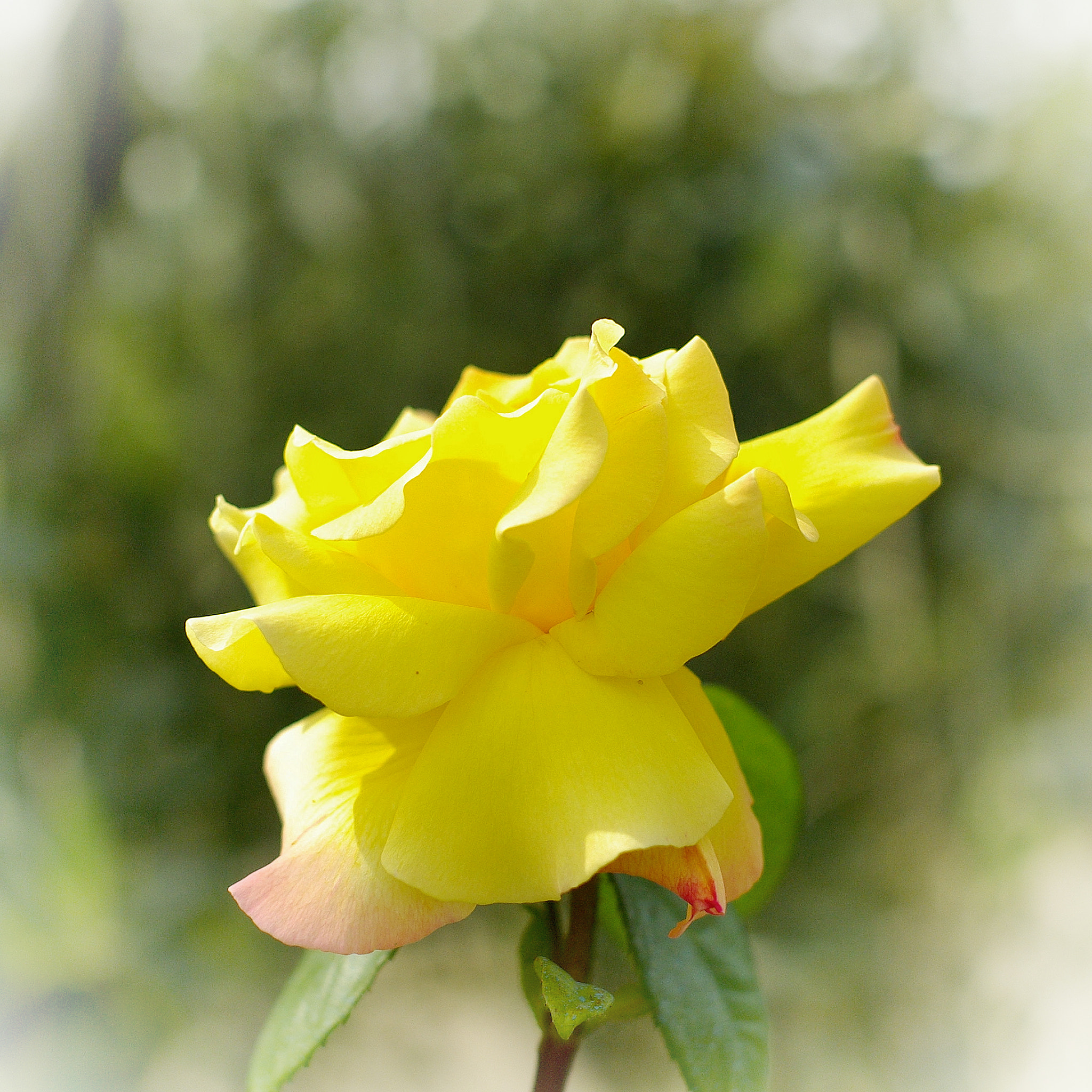 Pentax K10D sample photo. Texas rose photography