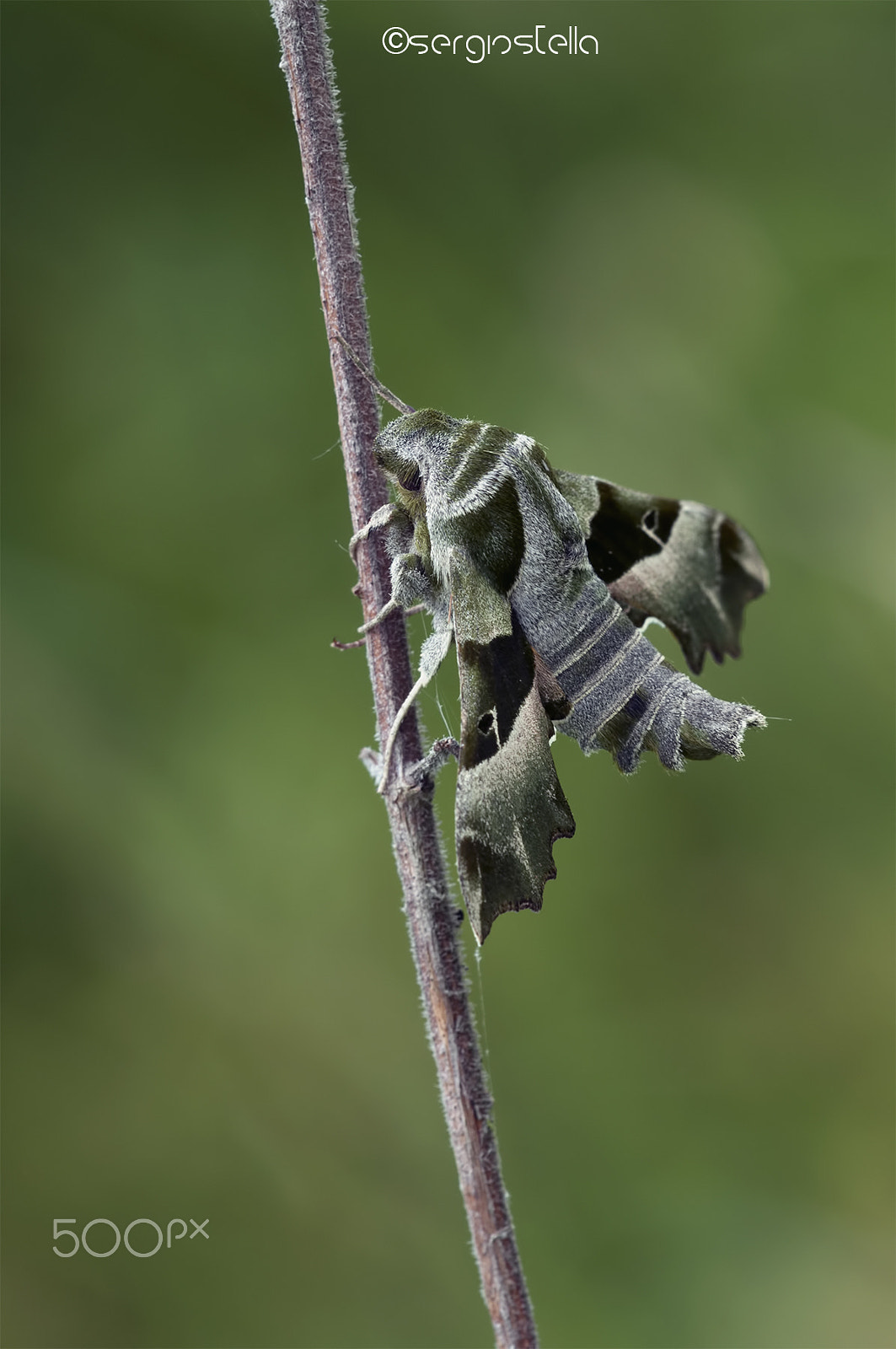 Sigma 150mm F2.8 EX DG Macro HSM sample photo. Sfinge dell'epilobio____ photography