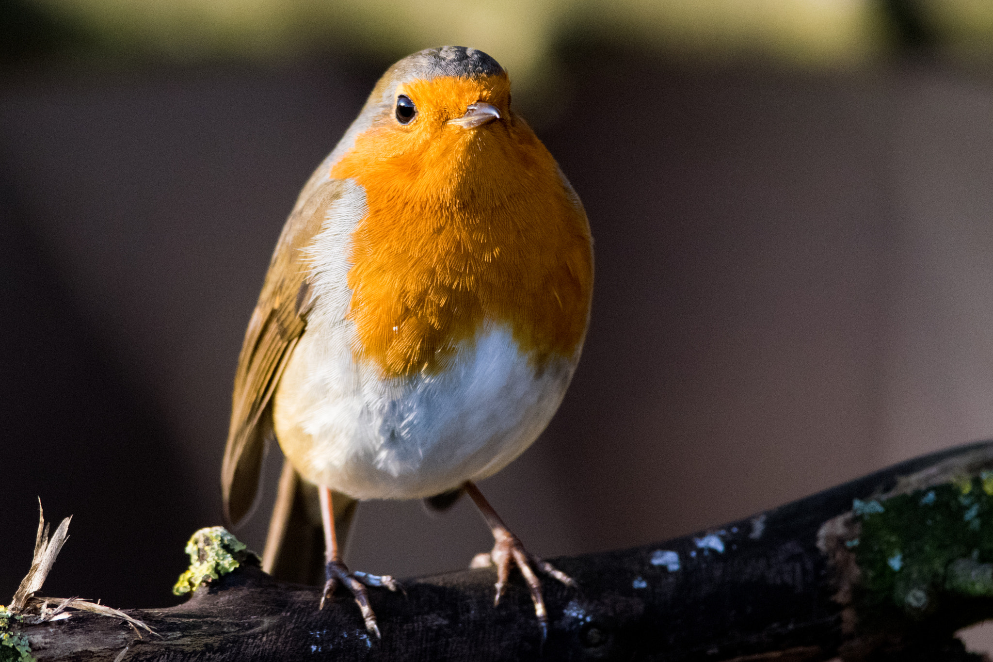 Nikon D5300 + Nikon AF-S Nikkor 300mm F4D ED-IF sample photo. December robin photography