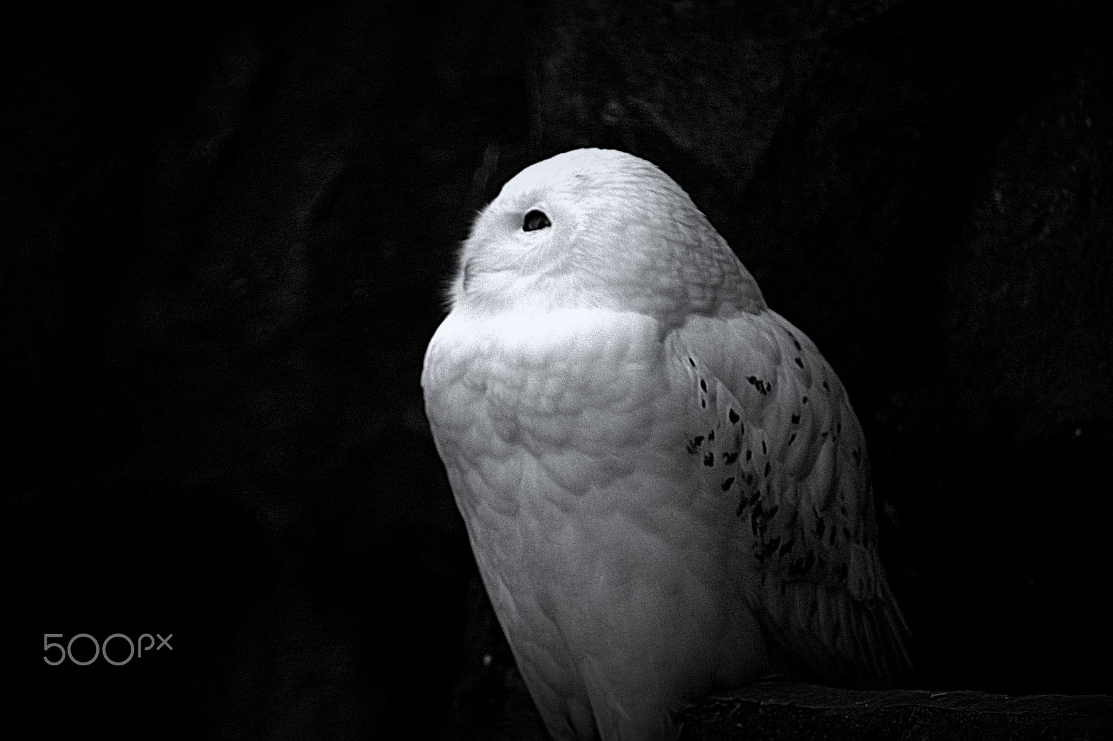 Canon EF 35-80mm f/4-5.6 sample photo. ...owl... photography