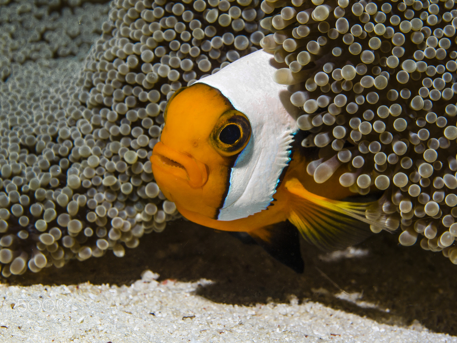 Olympus M.Zuiko Digital ED 60mm F2.8 Macro sample photo. Anemone fish photography