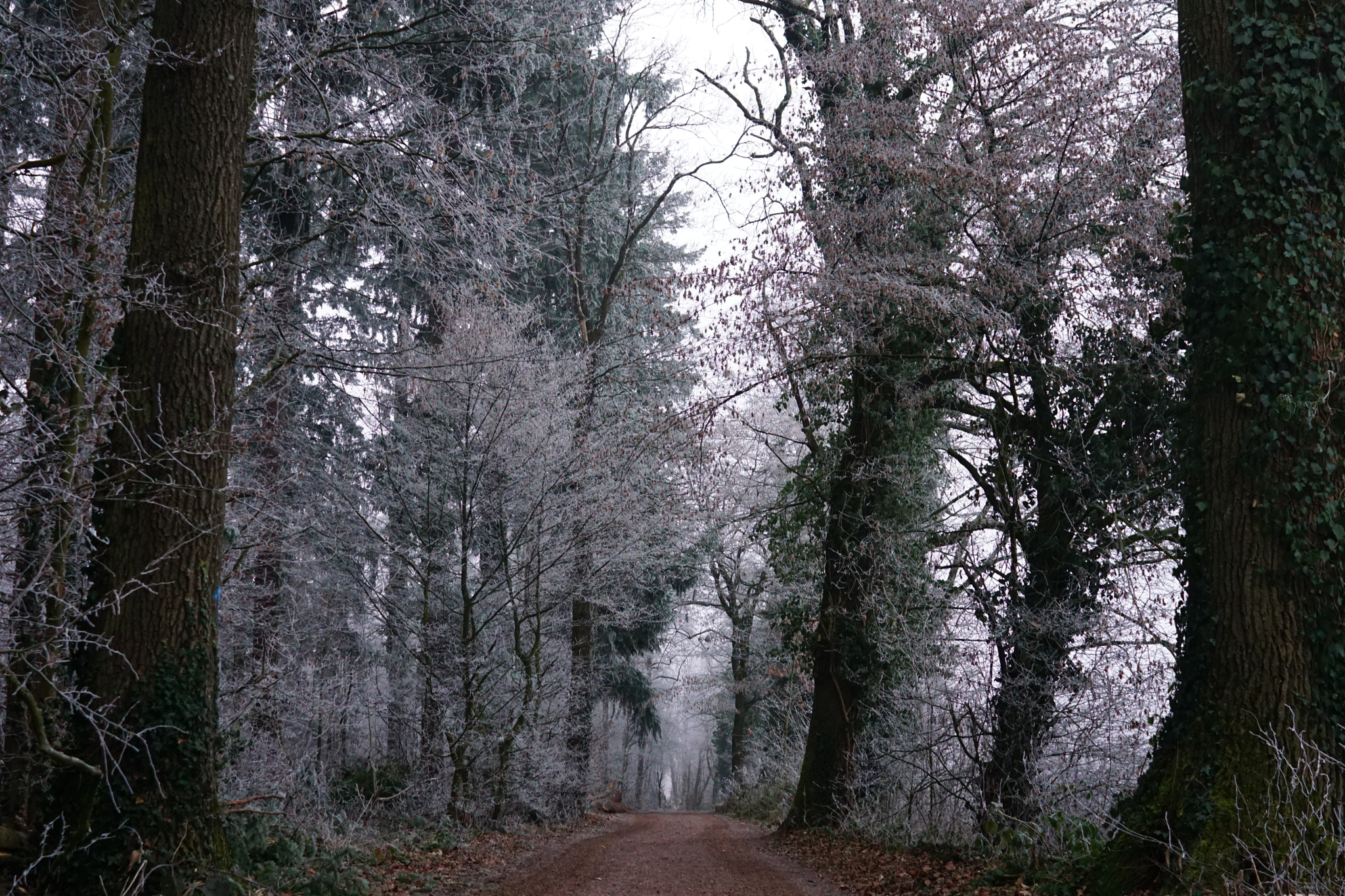 Sony FE 28mm F2 sample photo. Winter path photography
