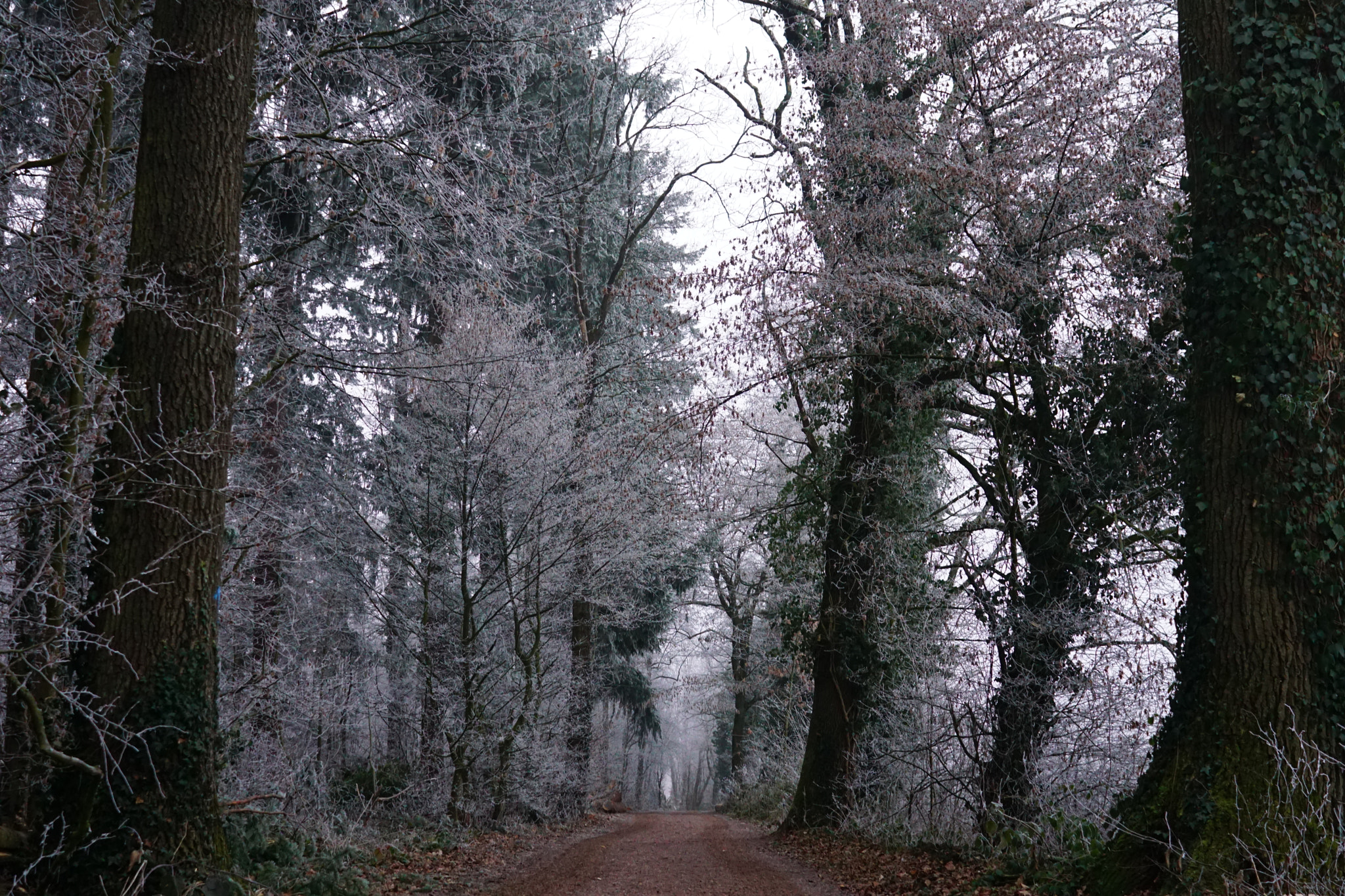 Sony a6000 + Sony FE 28mm F2 sample photo. Winter path photography