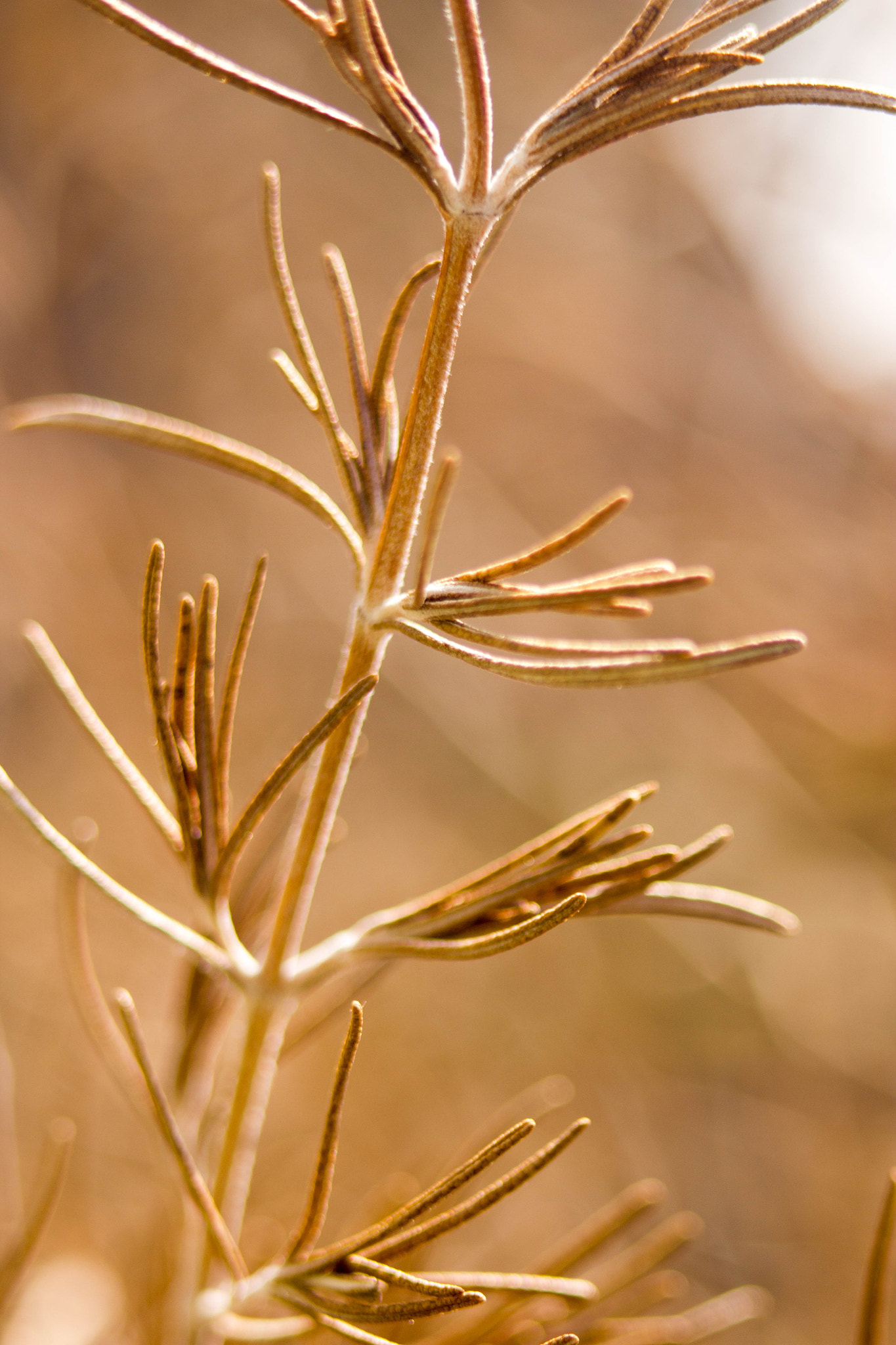 Canon EF 75-300mm f/4-5.6 USM sample photo. Weed #2 photography