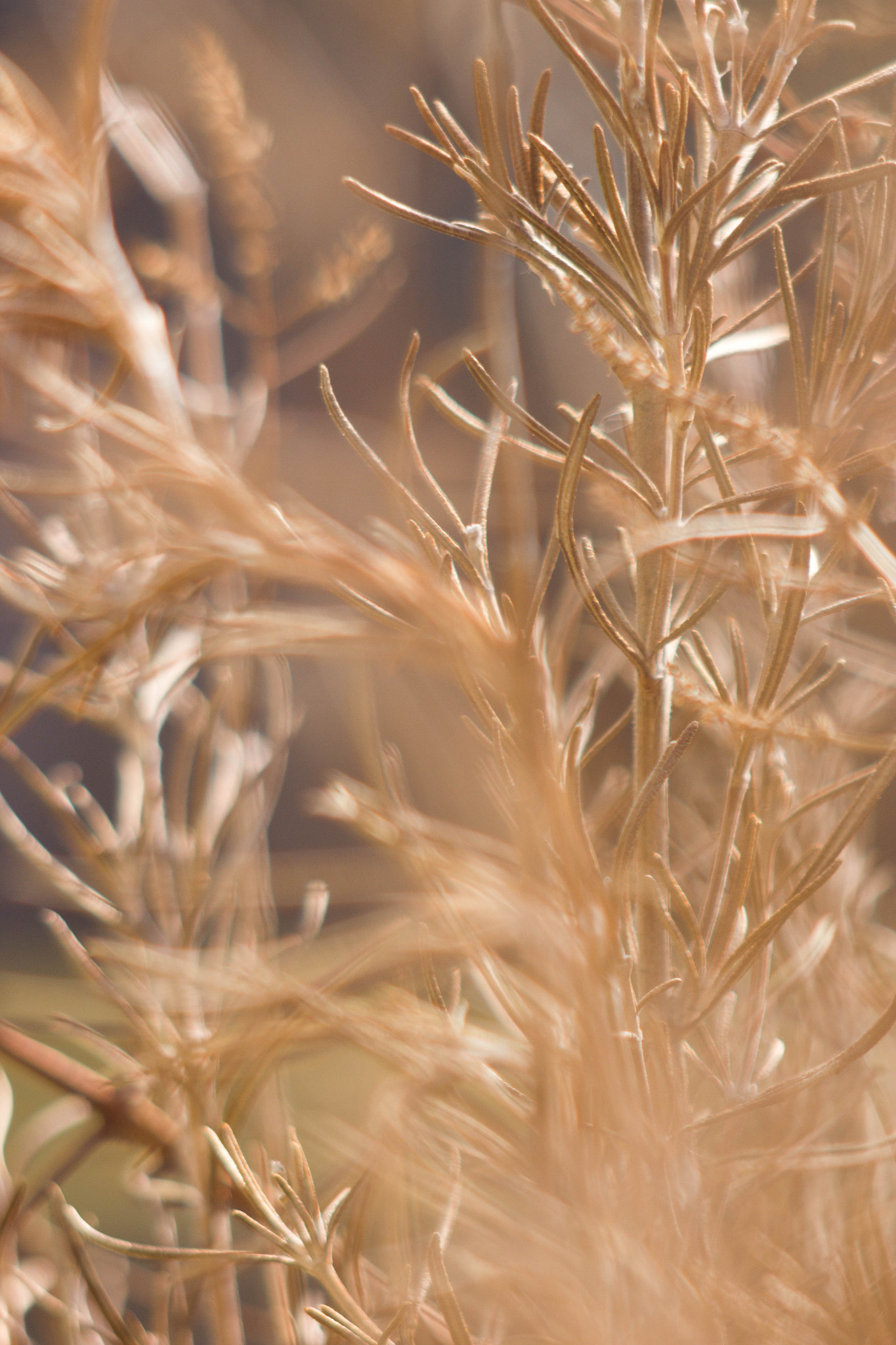 Canon EF 75-300mm f/4-5.6 USM sample photo. Weed #1 photography