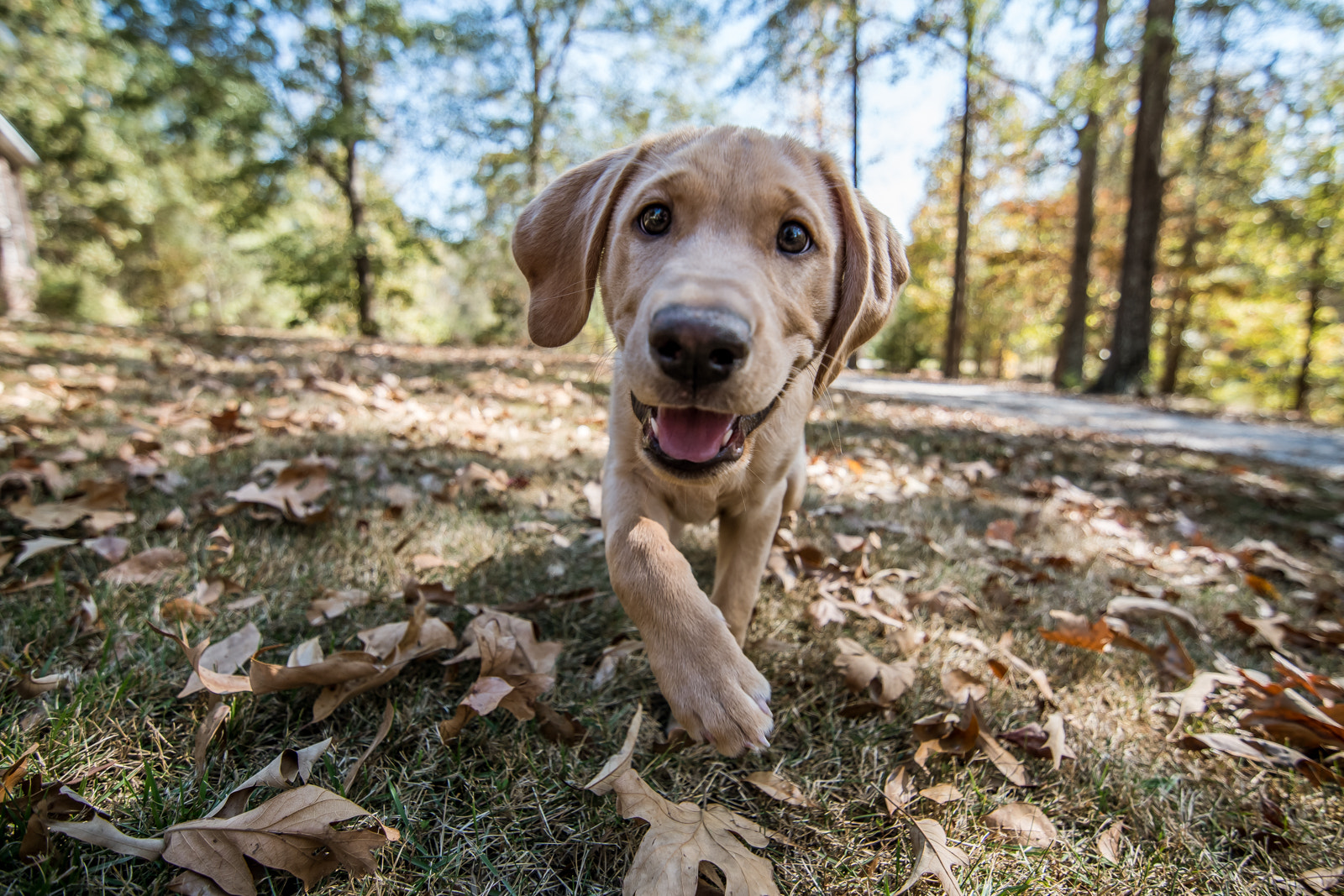 Nikon D500 sample photo. Puppy meets lens photography