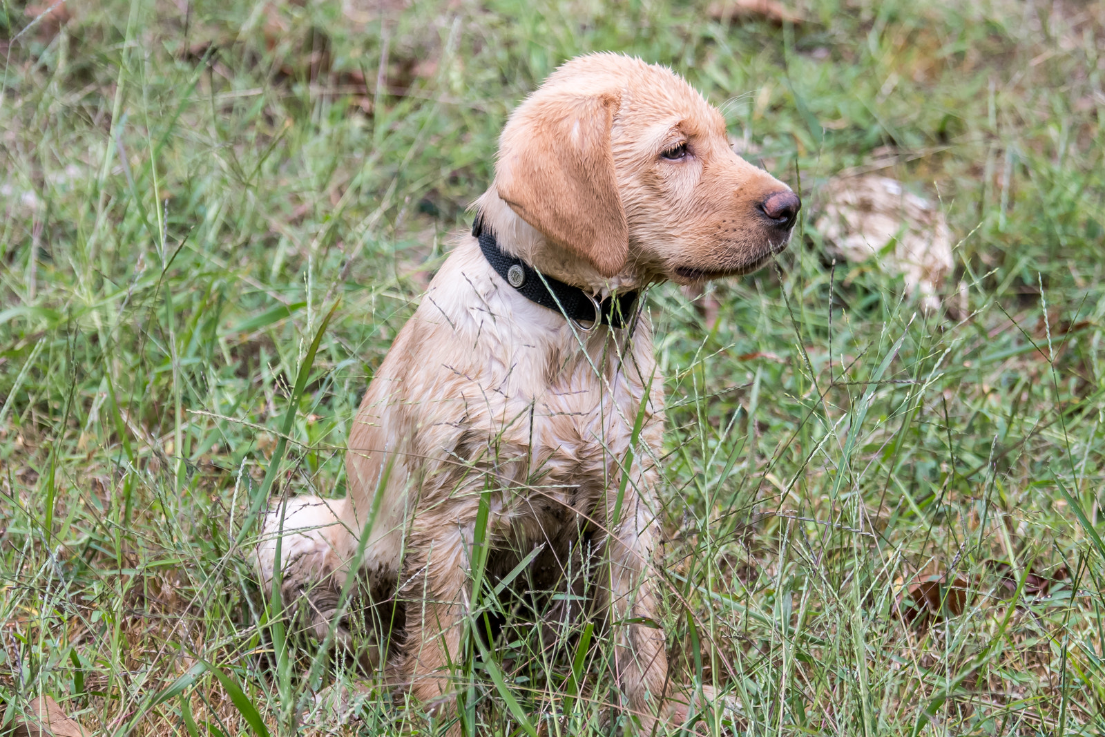 Nikon D500 sample photo. Young labrador puppy photography