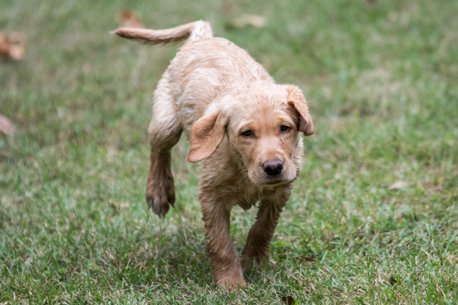 Nikon D500 sample photo. Young labrador puppy photography