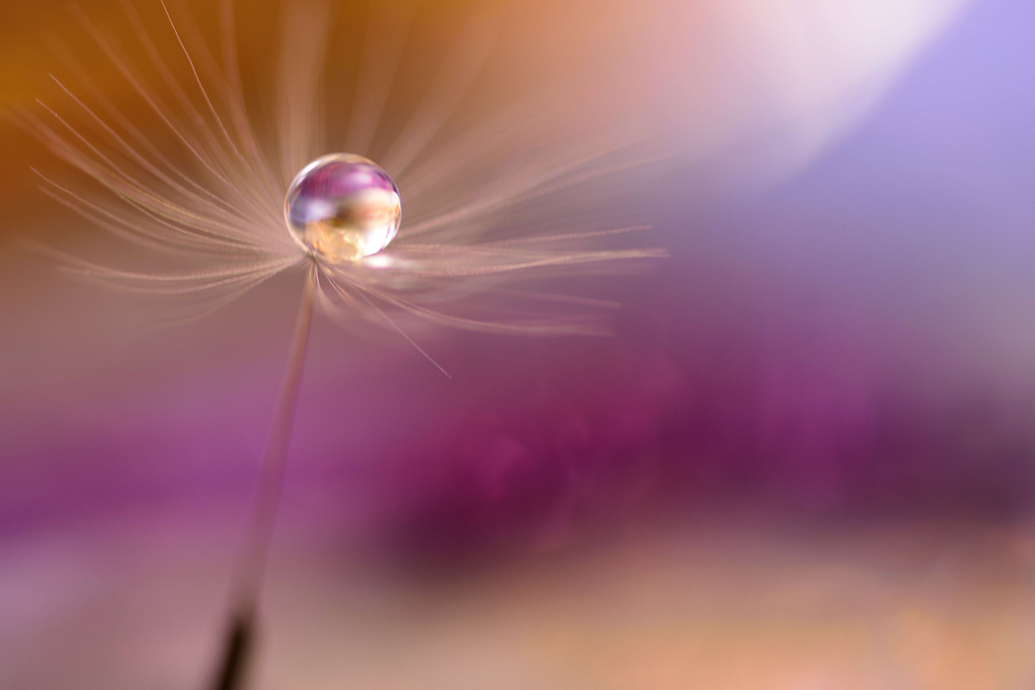 Sigma 105mm F2.8 EX DG OS HSM sample photo. Spaceman photography