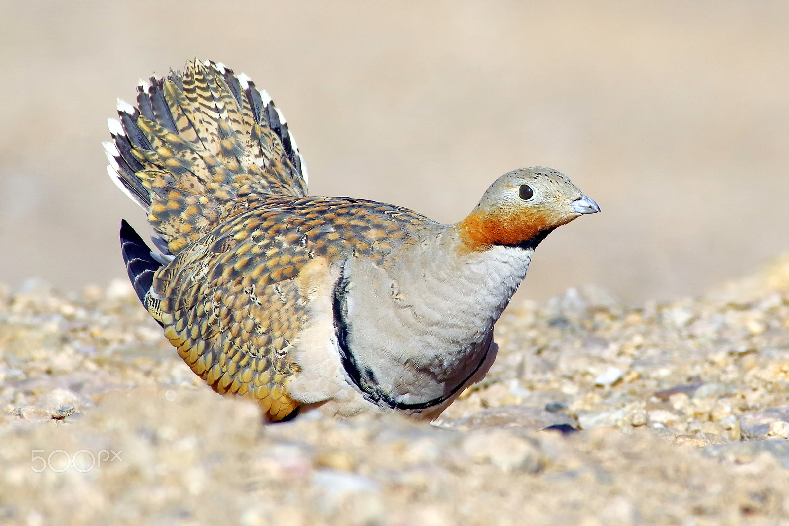 Pentax K-3 II + Pentax smc DA* 300mm F4.0 ED (IF) SDM sample photo. Black-bellied sandgrouse photography