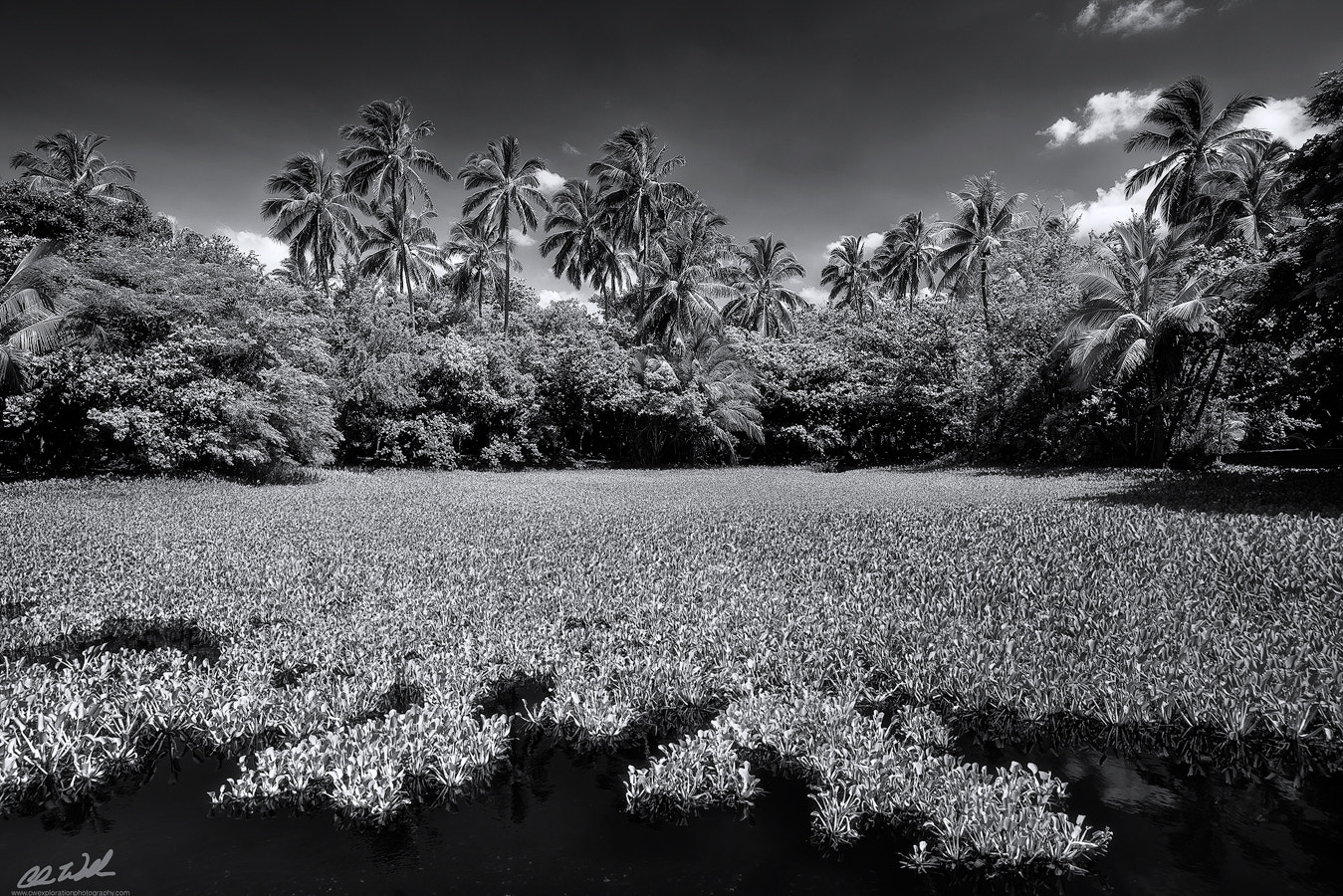 Sony a7R + Canon EF 16-35mm F2.8L II USM sample photo. Paradise lost photography