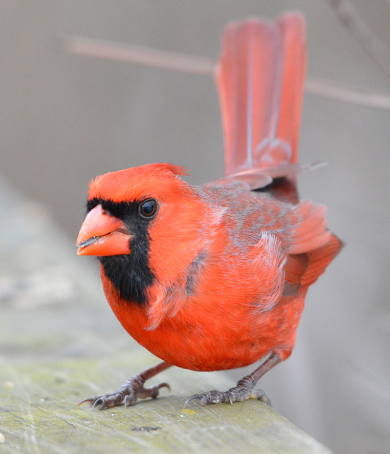 Nikon AF-S Nikkor 200-500mm F5.6E ED VR sample photo. Cardinal photography