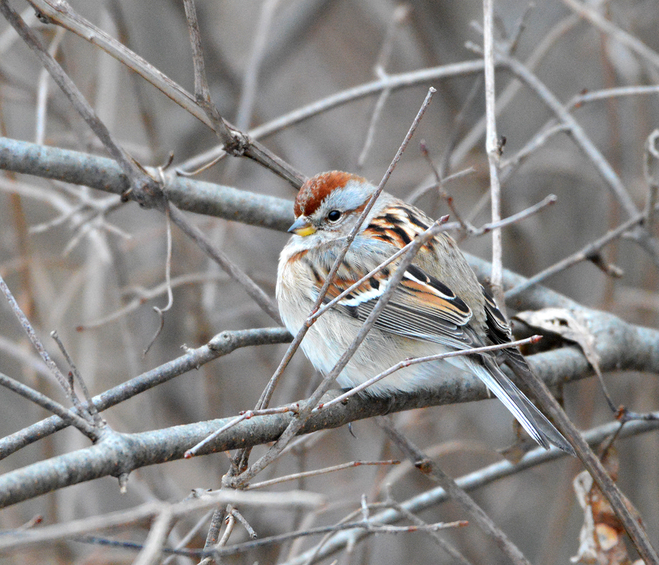 Nikon AF-S Nikkor 200-500mm F5.6E ED VR sample photo. American tree sparrow photography