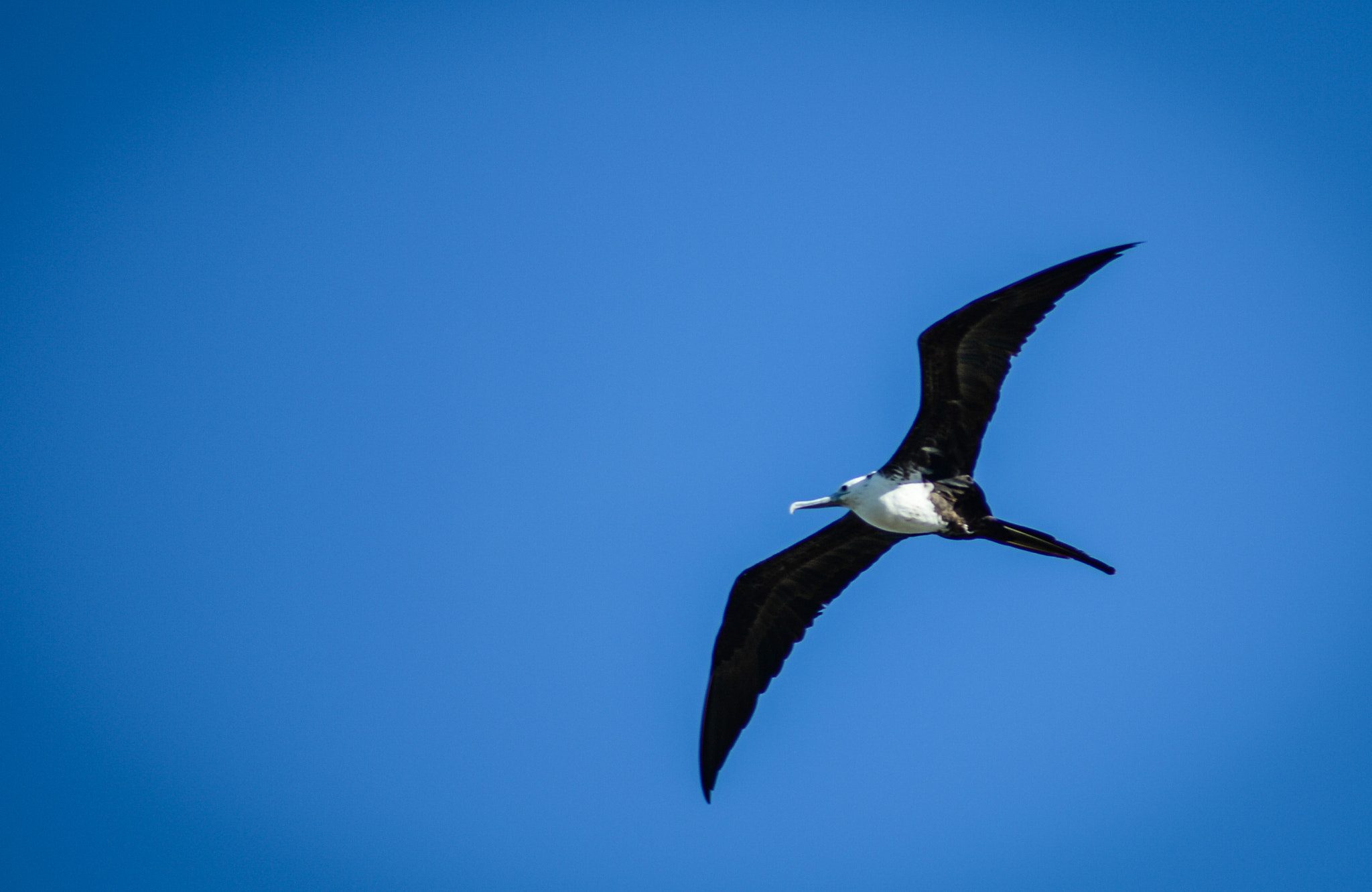 Nikon Df sample photo. Fregatidae bird on the hunt photography
