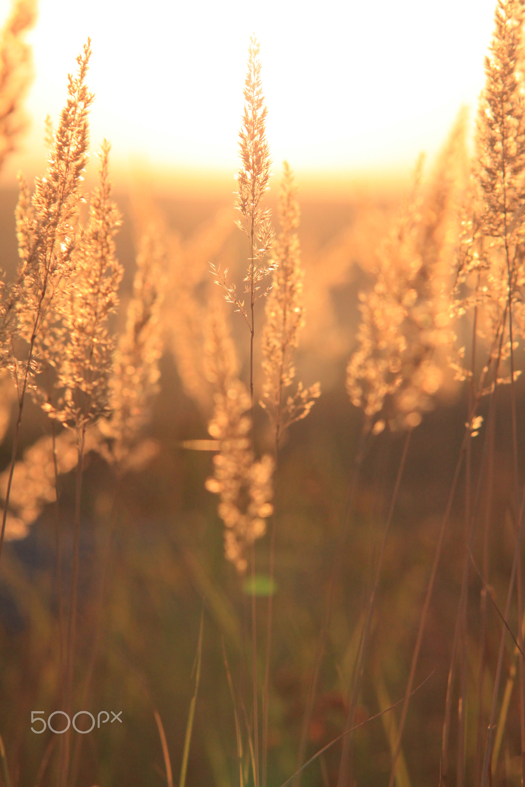 Sigma APO 50-150mm f/2.8 [II] EX DC HSM sample photo. Sunset photography