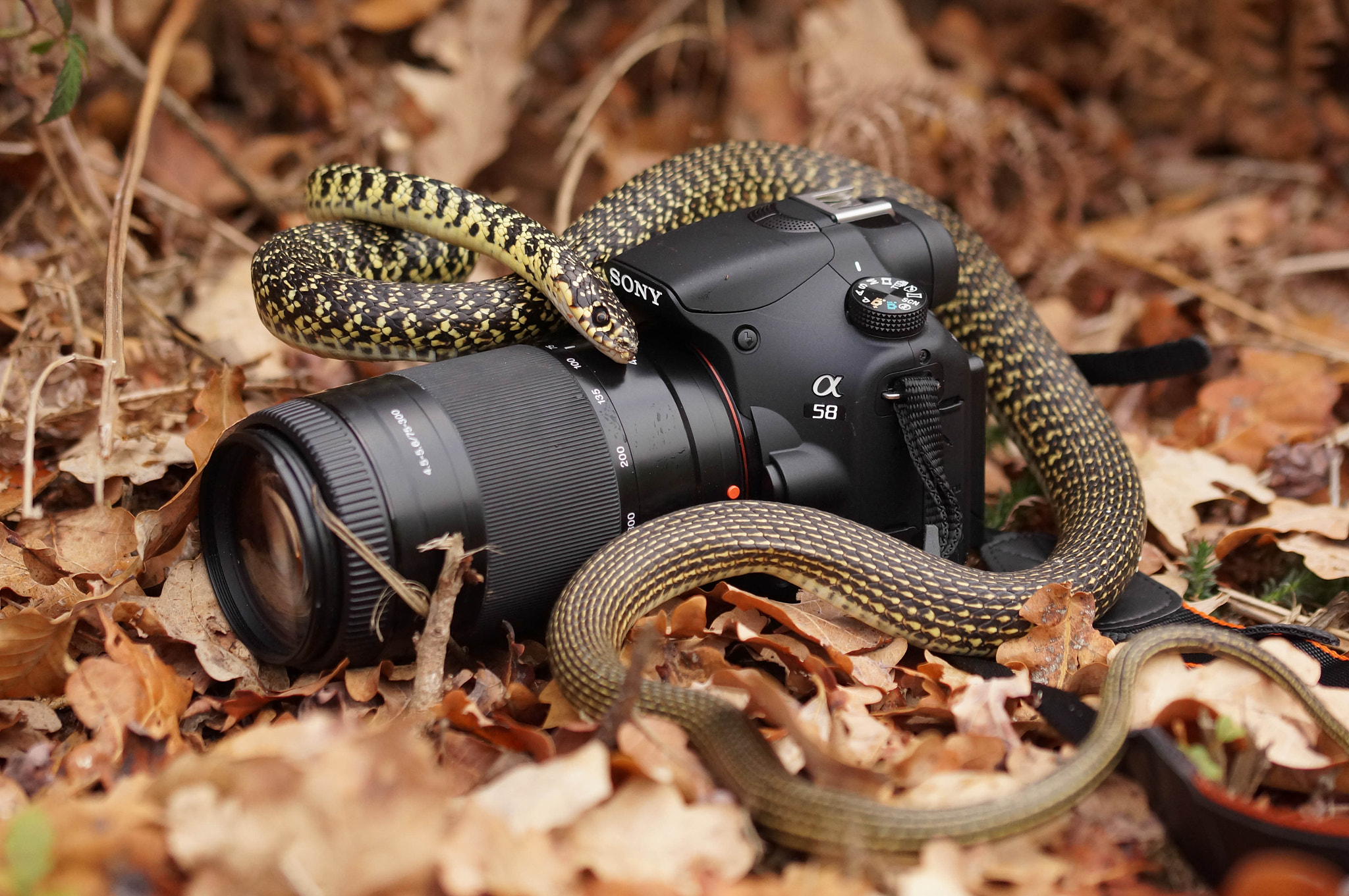 Sony SLT-A57 + 105mm F2.8 sample photo. Au voleur !!!!! photography