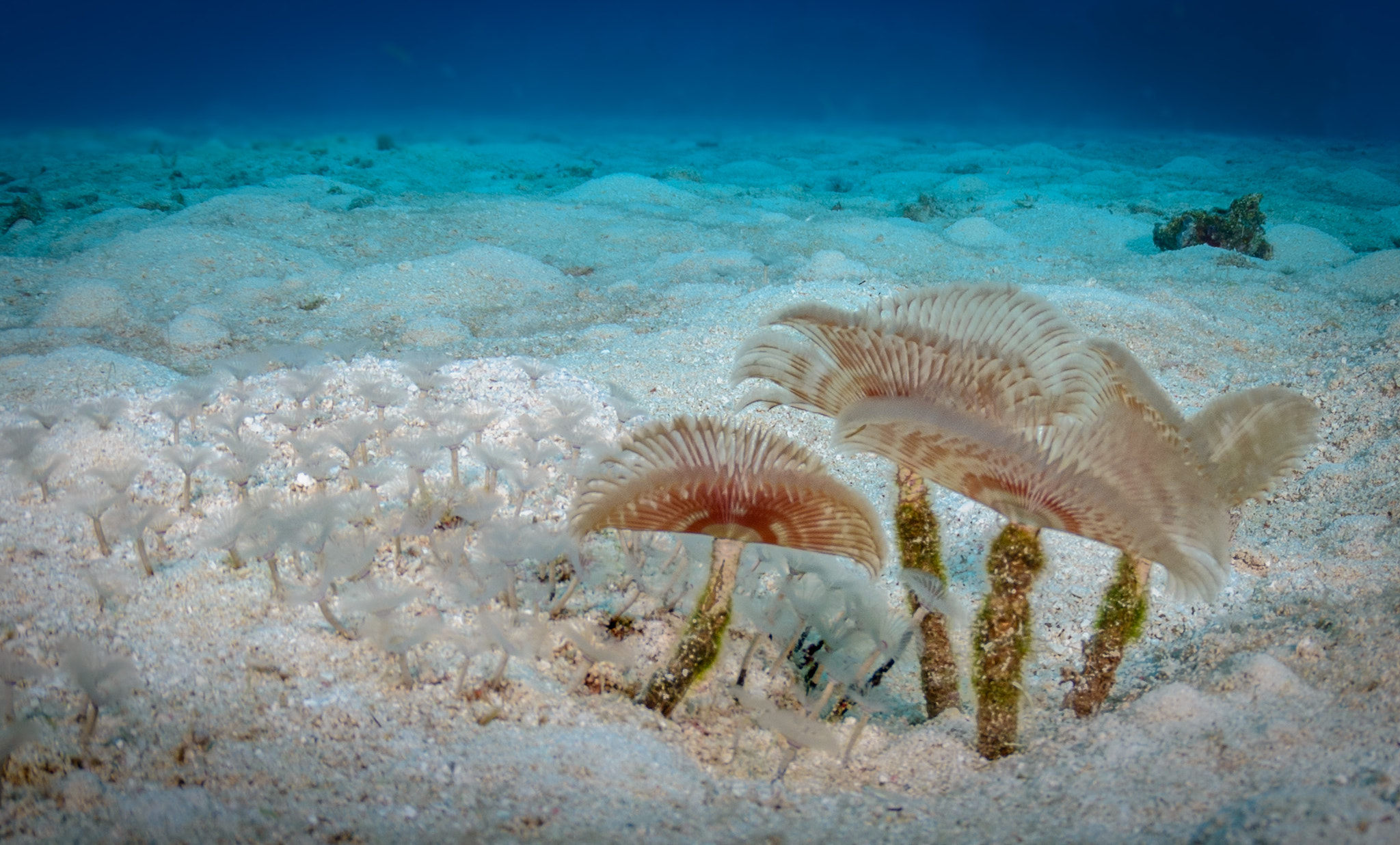 Tokina AT-X 10-17mm F3.5-4.5 DX Fisheye sample photo. Splitcrown feather duster photography