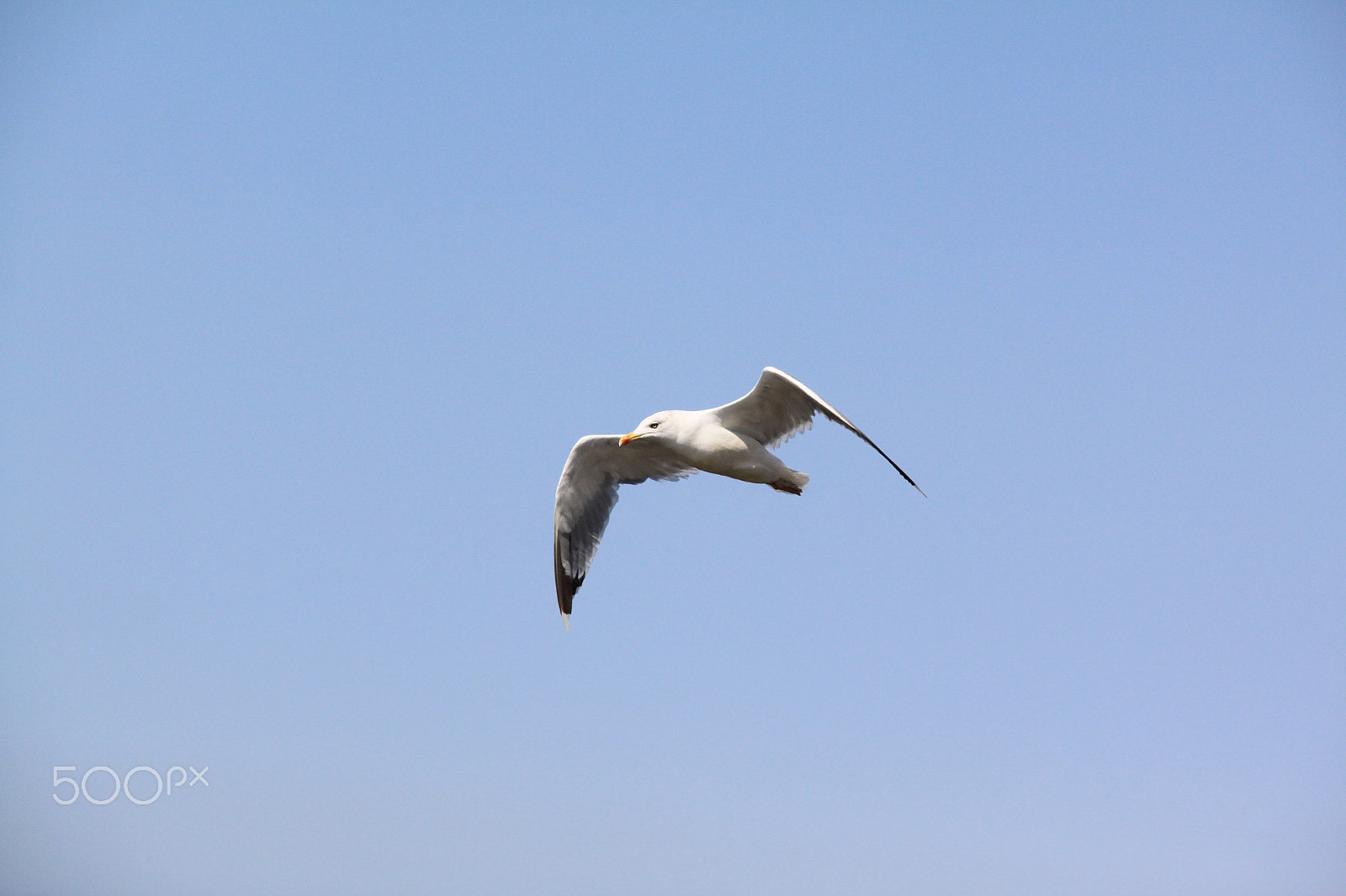 Canon EOS 500D (EOS Rebel T1i / EOS Kiss X3) + Sigma APO 50-150mm f/2.8 [II] EX DC HSM sample photo. Seagull photography