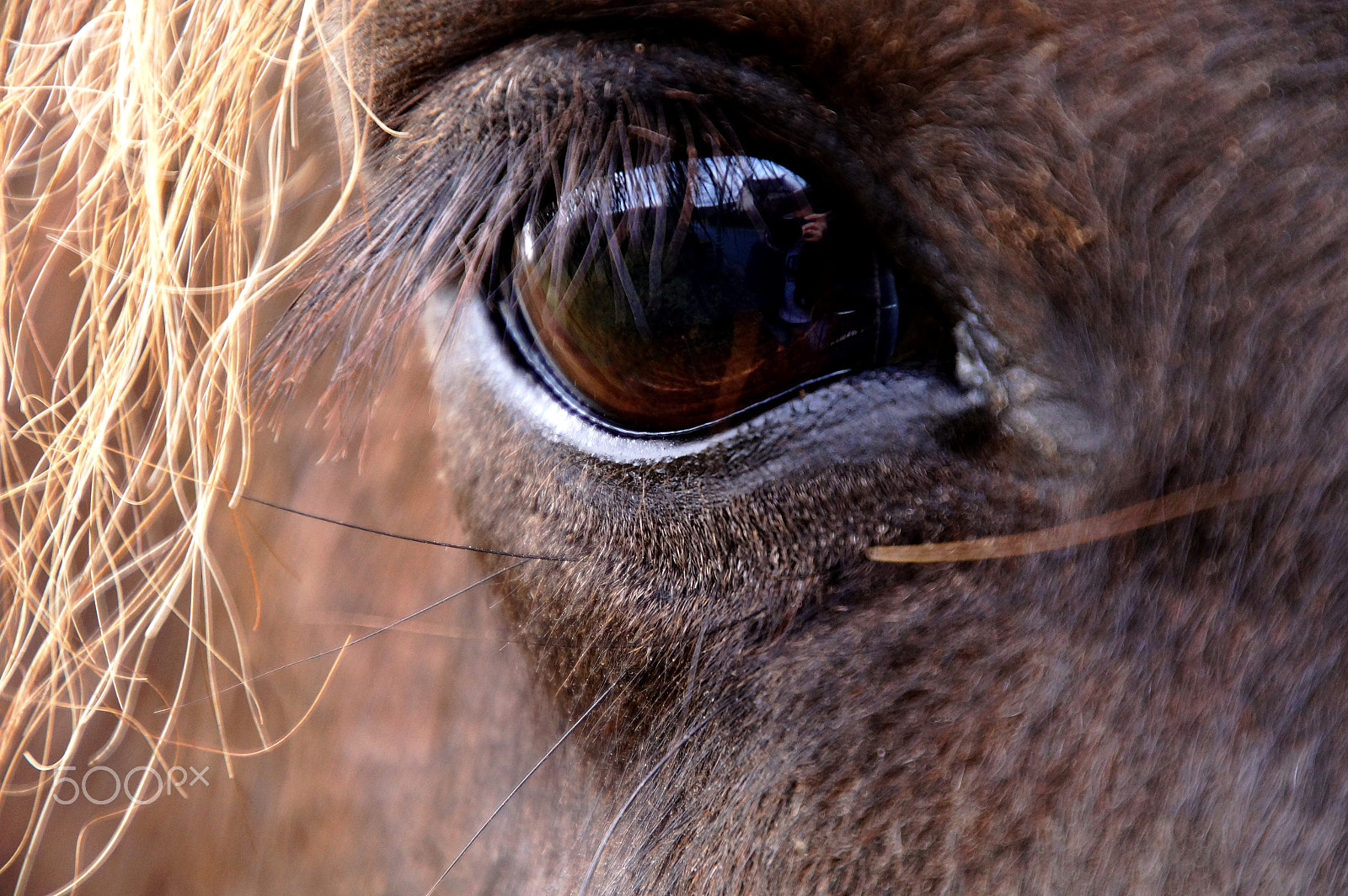 Sony SLT-A58 + Tamron 16-300mm F3.5-6.3 Di II VC PZD Macro sample photo. Eye photography