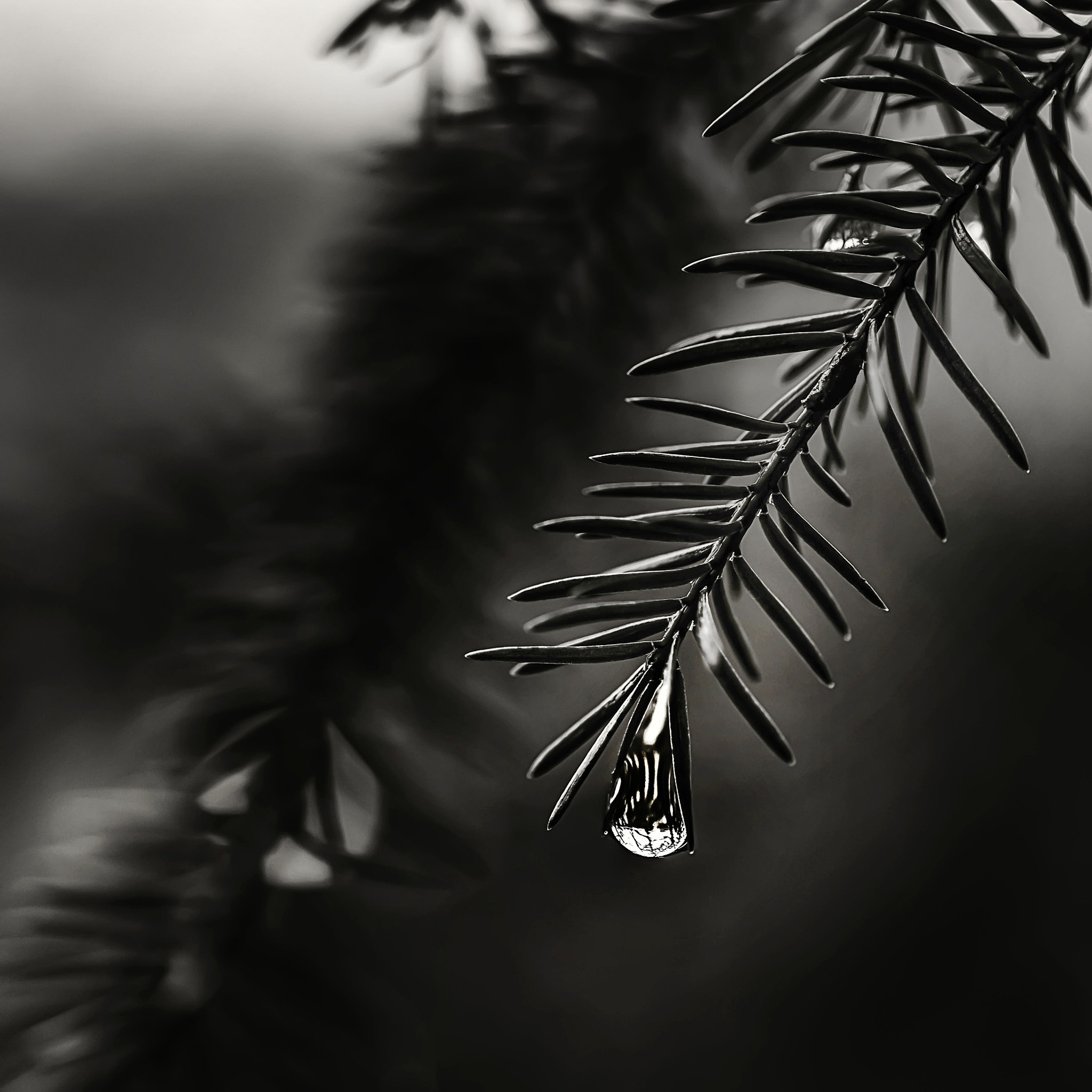 Pentax K-1 sample photo. Water droplet photography