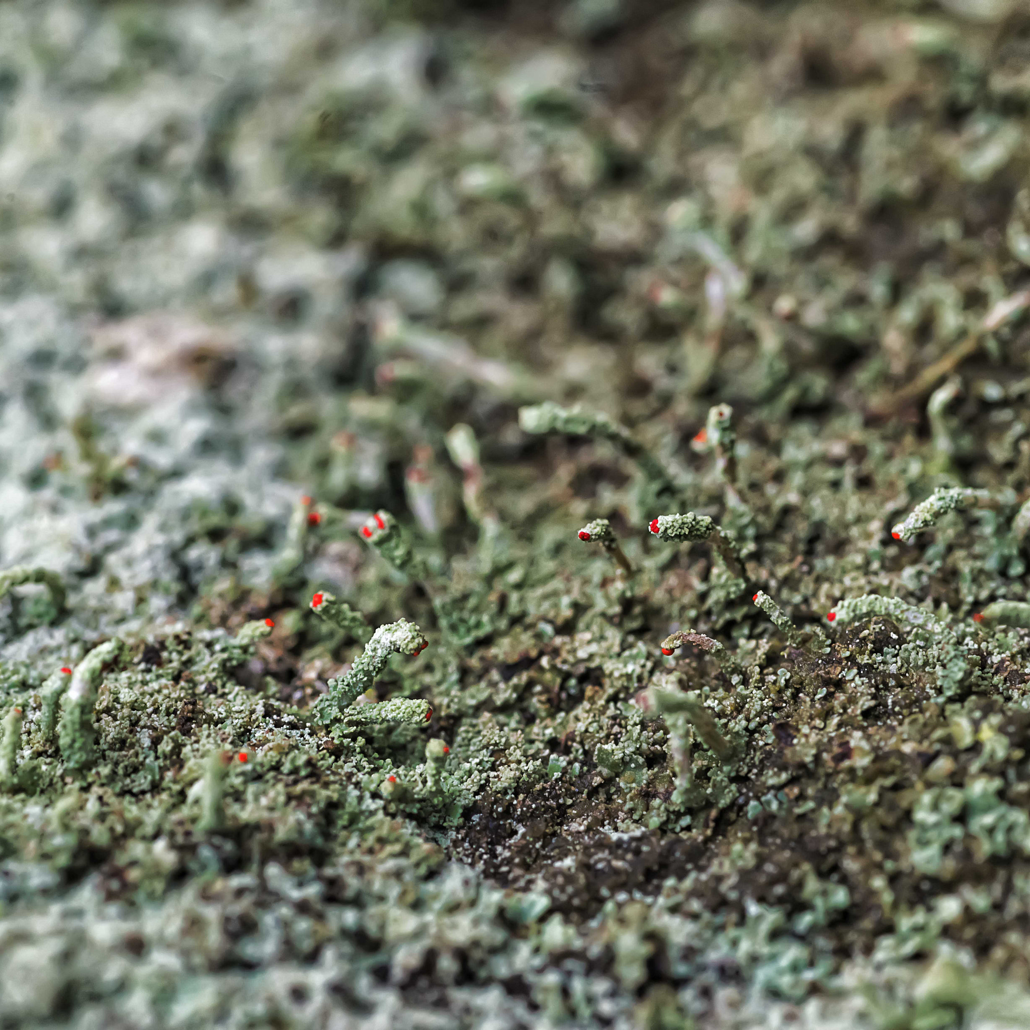 Pentax K-1 sample photo. Red dot moss photography