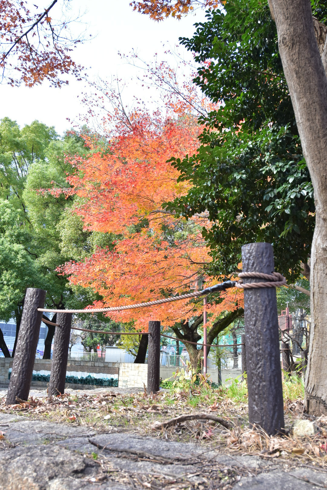 Nikon AF-S Nikkor 14-24mm F2.8G ED sample photo. Untitled photography