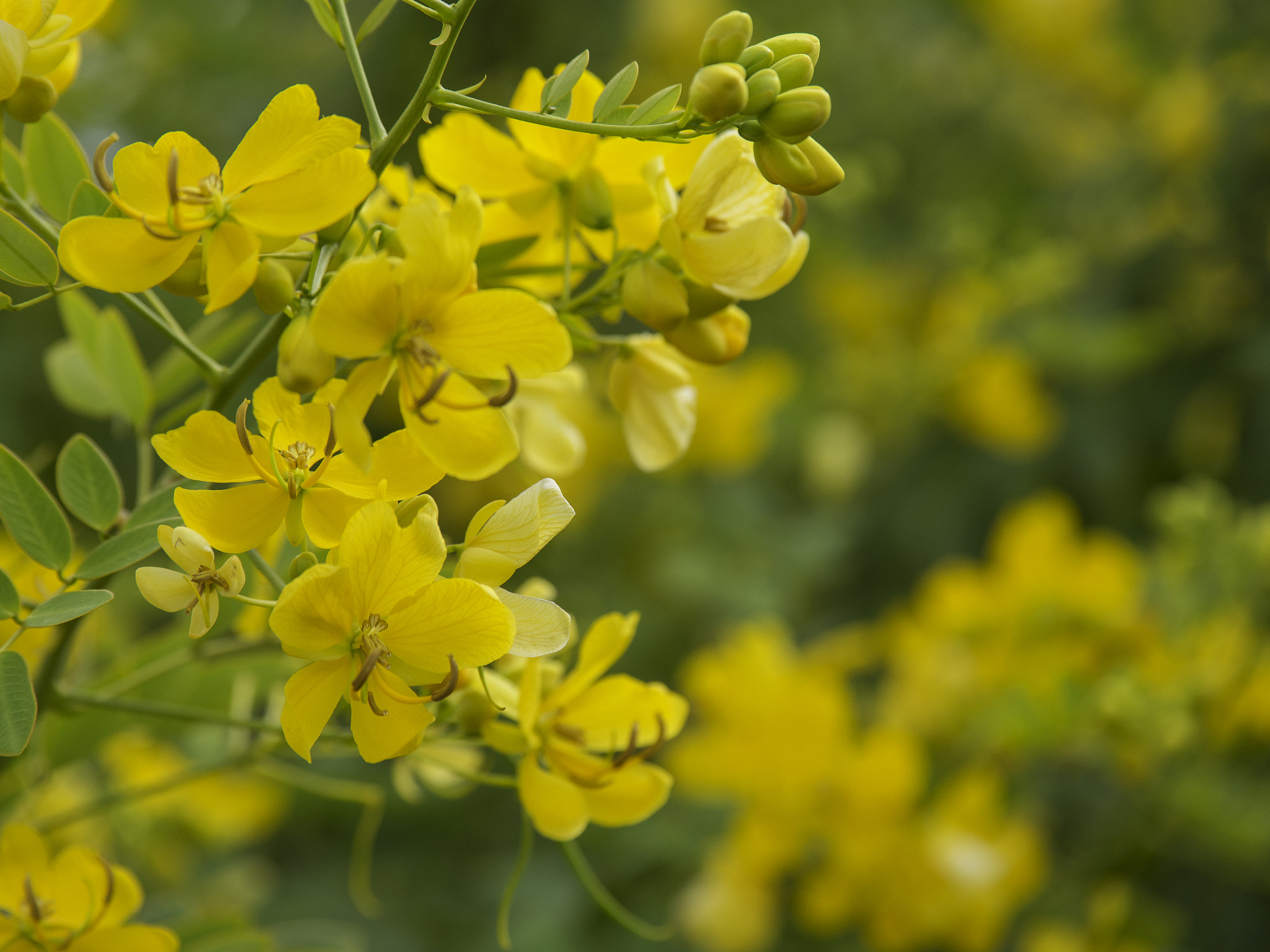 Panasonic Lumix G X Vario 35-100mm F2.8 OIS sample photo. Australian flower photography