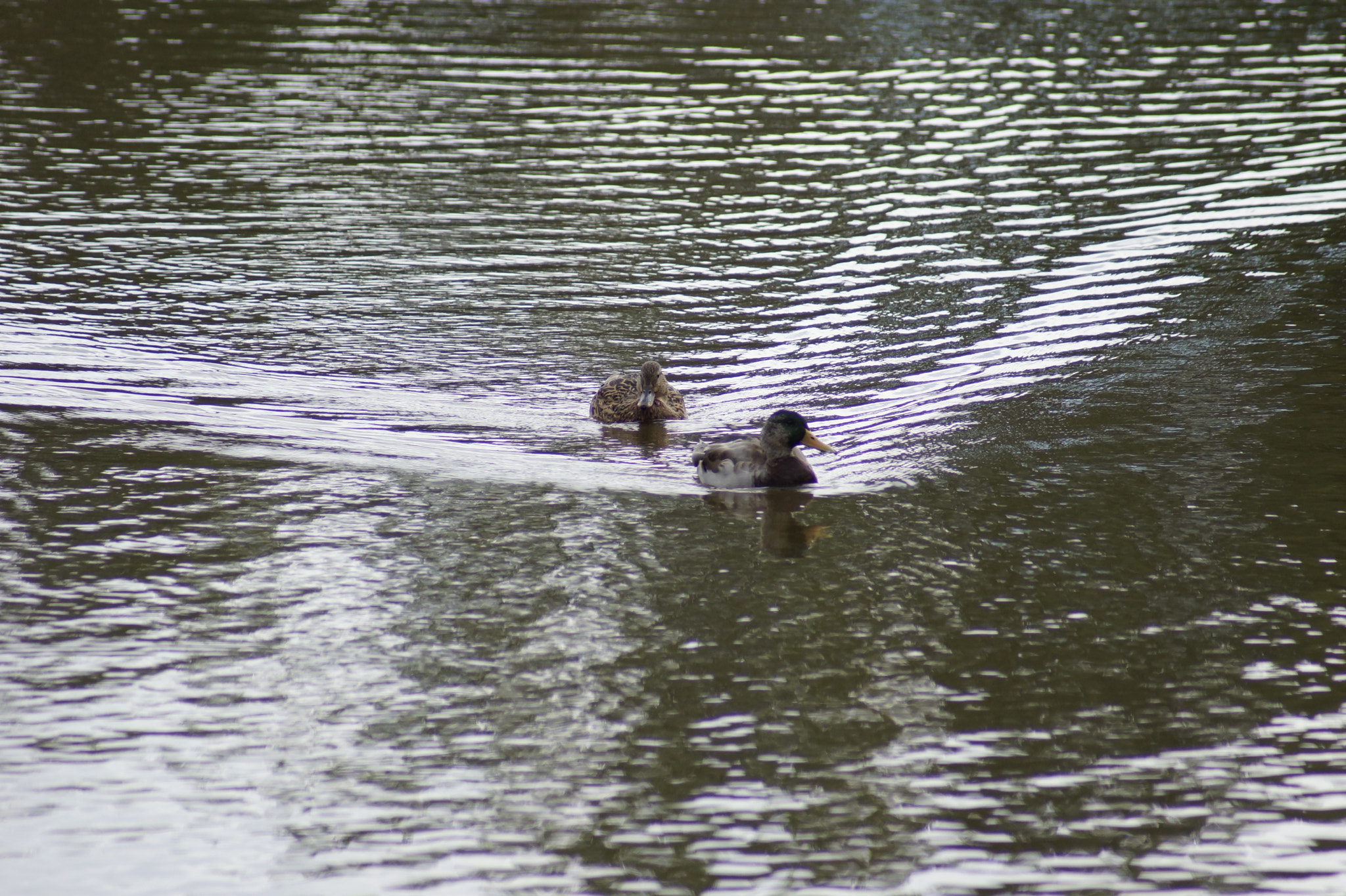 Sony 75-300mm F4.5-5.6 sample photo. Ente photography