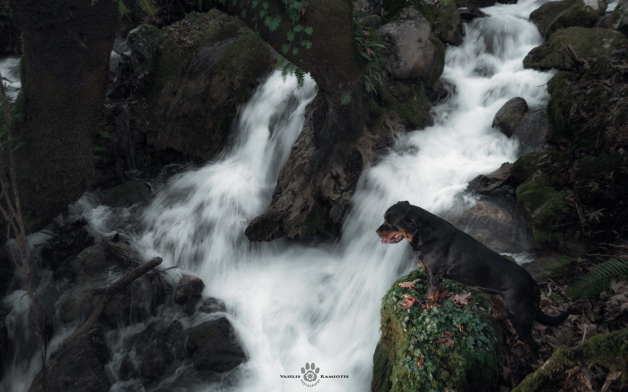 Nikon D500 sample photo. Forest queen photography