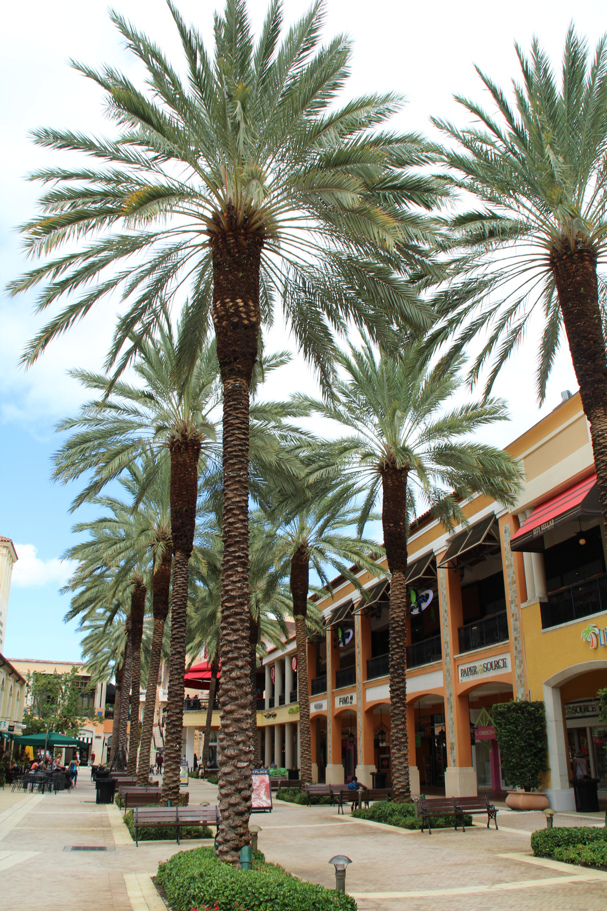 Canon EOS 600D (Rebel EOS T3i / EOS Kiss X5) sample photo. West palm beach, fl: october 2016 photography