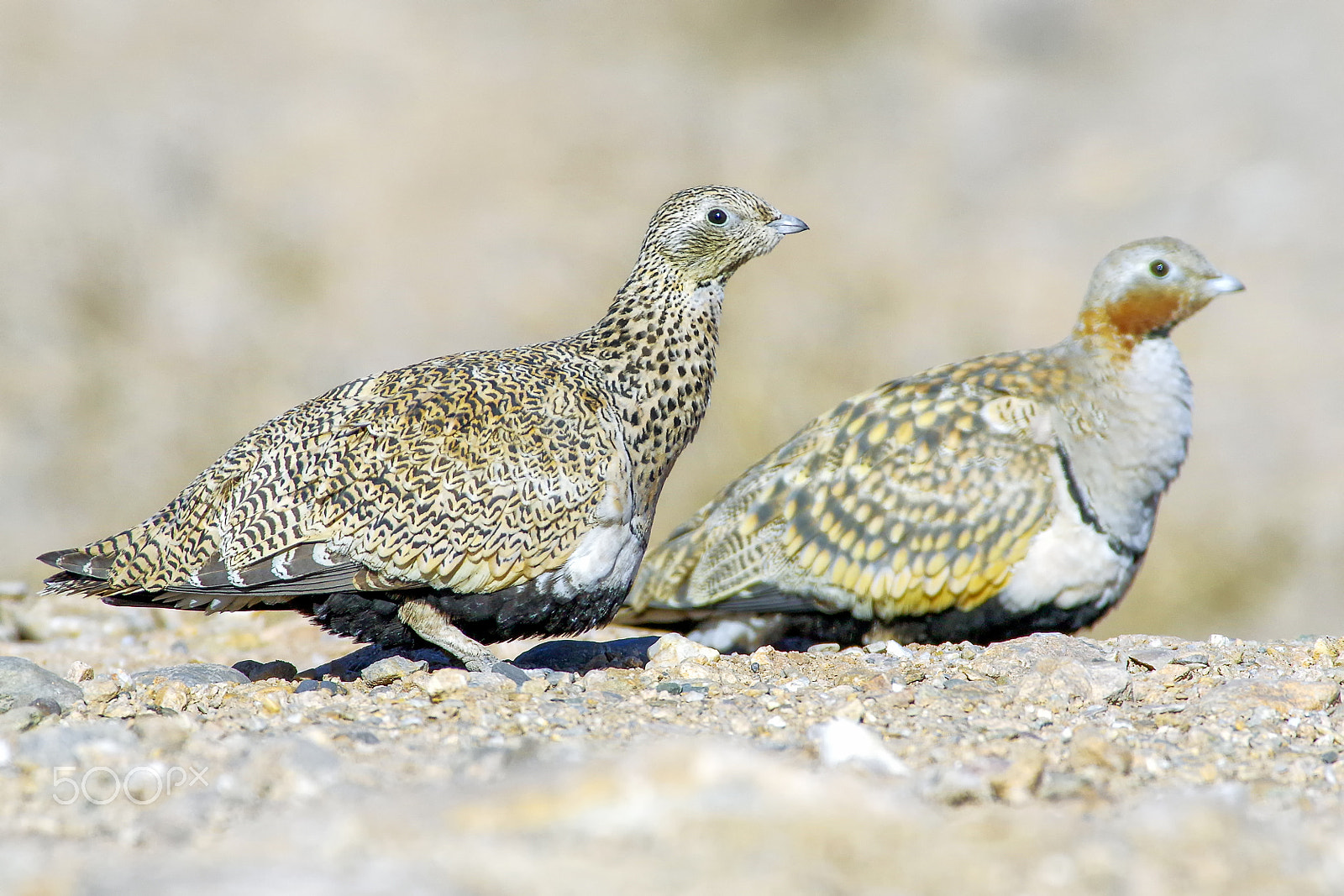 Pentax K-3 II + Pentax smc DA* 300mm F4.0 ED (IF) SDM sample photo. Black-bellied sandgrouse1 photography