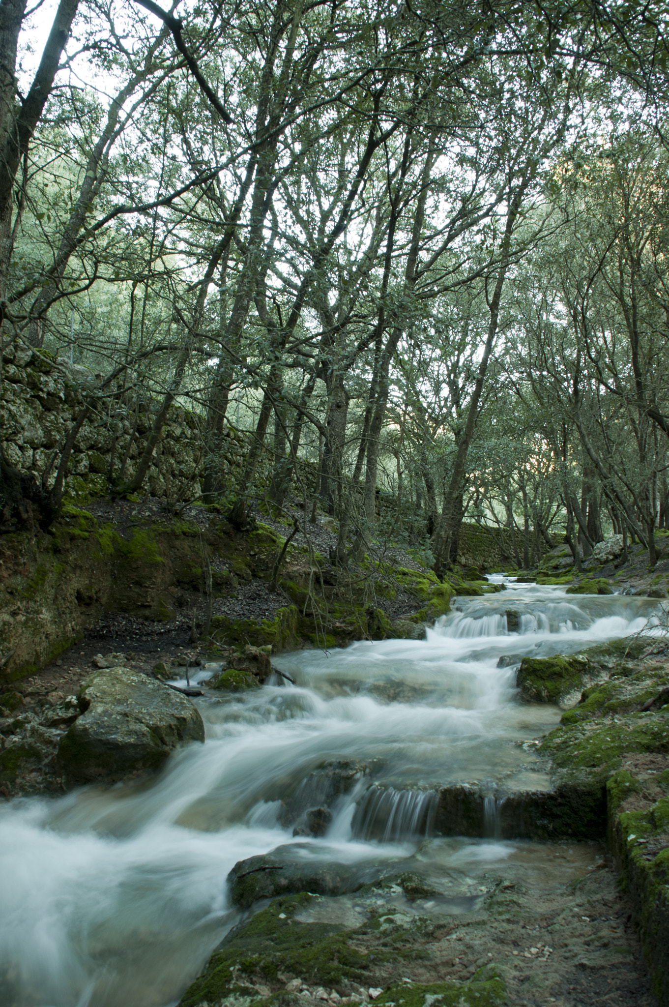 Nikon D5000 sample photo. Haciendo camino photography