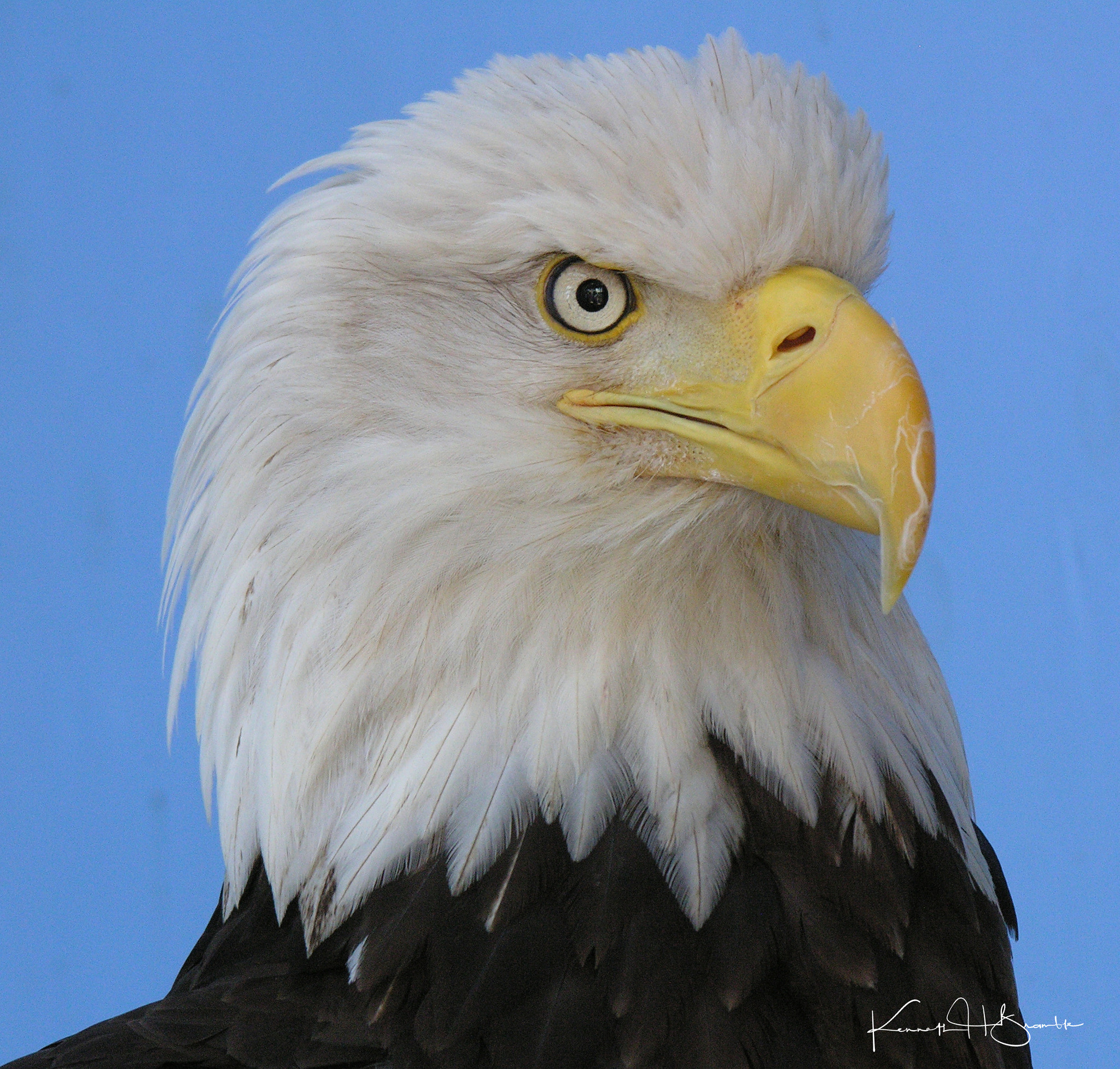 Nikon E8800 sample photo. Bald eagle photography