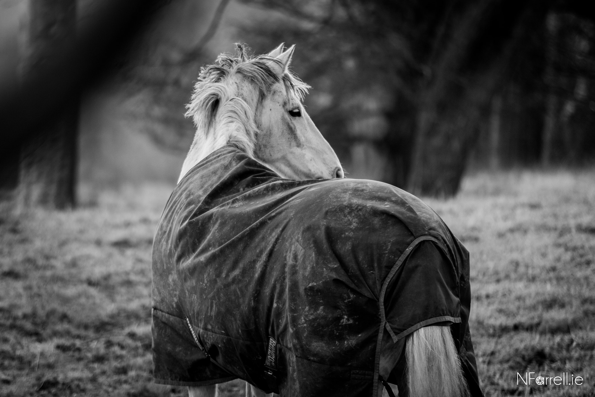 Sigma 70-200mm F2.8 EX DG OS HSM sample photo. Black & white horse photography