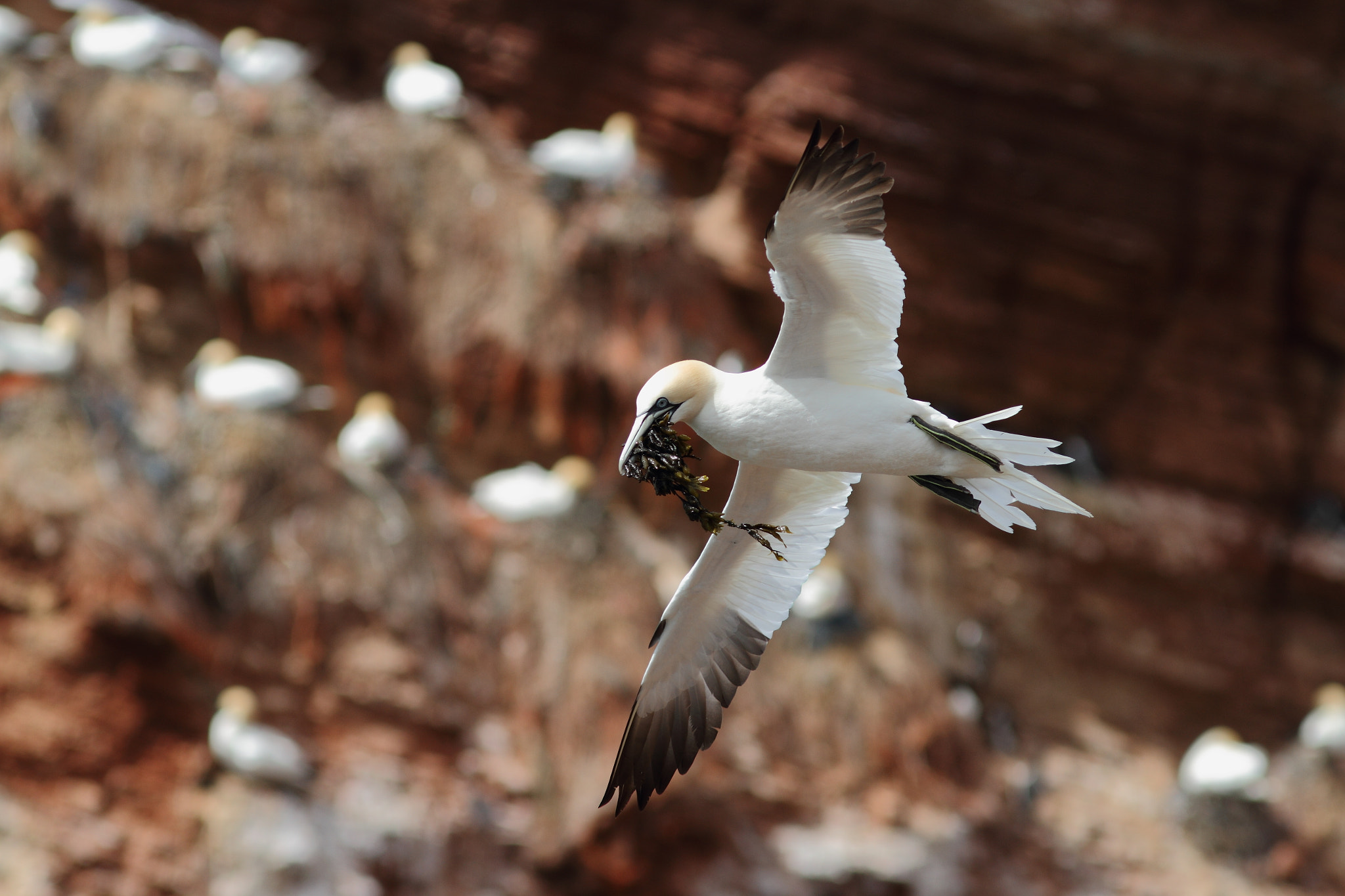 Canon EOS 7D + Canon EF 300mm F4L IS USM sample photo. Gannet photography