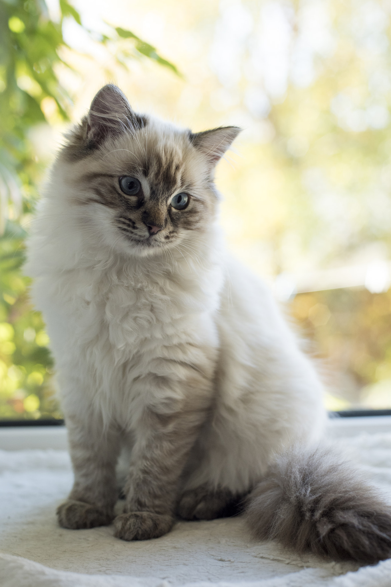 Nikon D810 + Nikon AF Nikkor 50mm F1.4D sample photo. Tabby ragdoll kitten photography