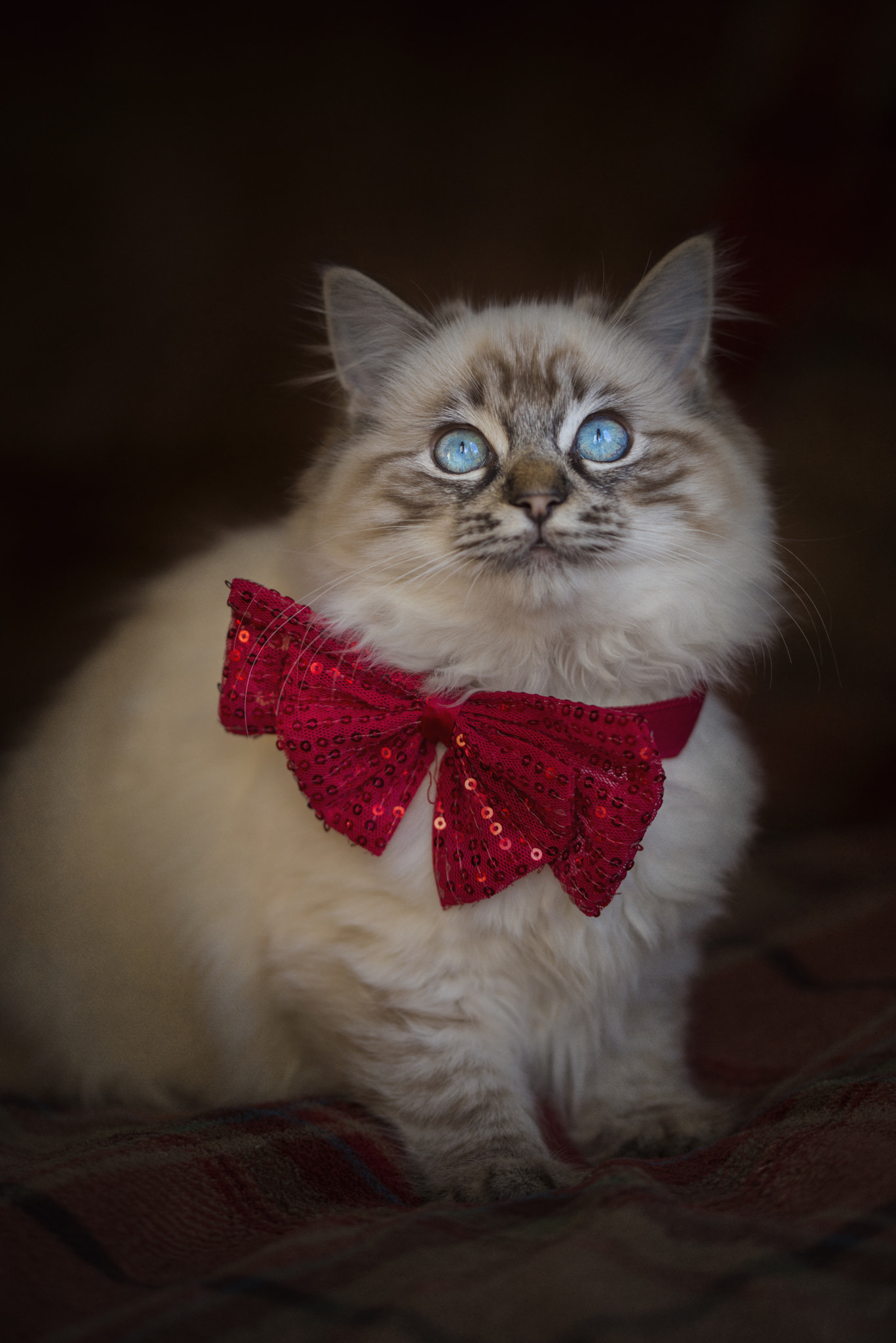 Sigma 105mm F2.8 EX DG OS HSM sample photo. Bright eyes photography