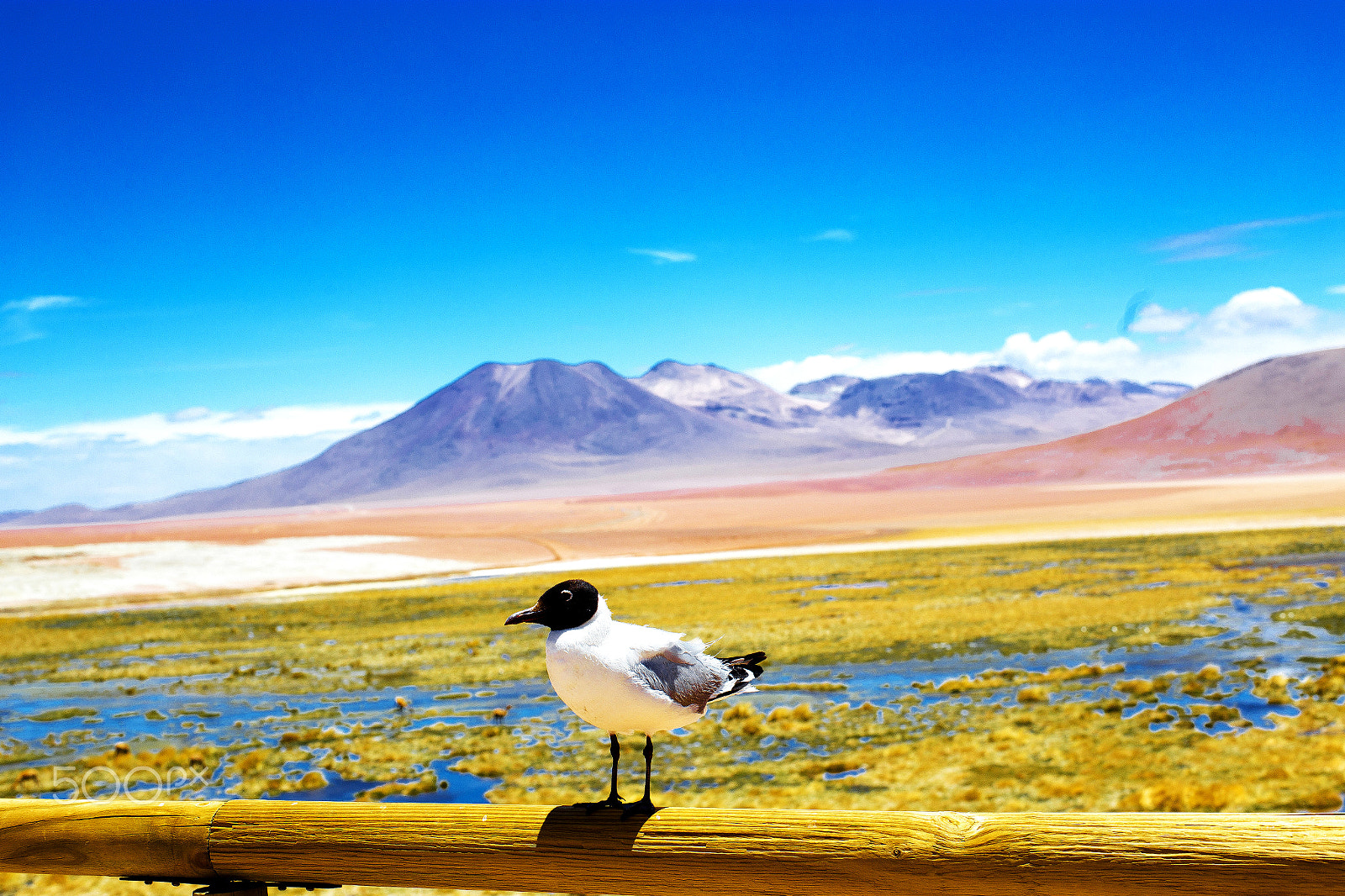 ZEISS Planar T* 50mm F1.4 sample photo. Atacama photography
