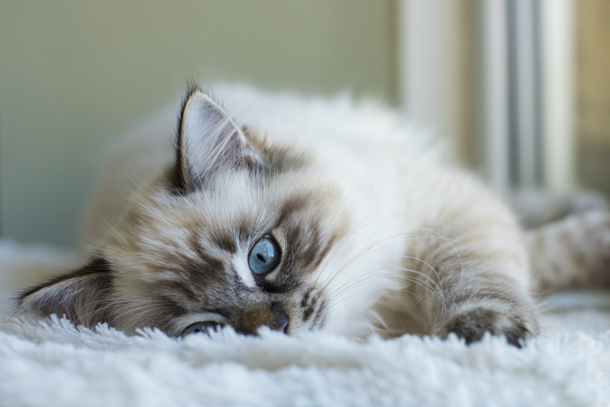 Nikon D810 + Nikon AF Nikkor 50mm F1.4D sample photo. Seal tabby ragdoll kitten photography